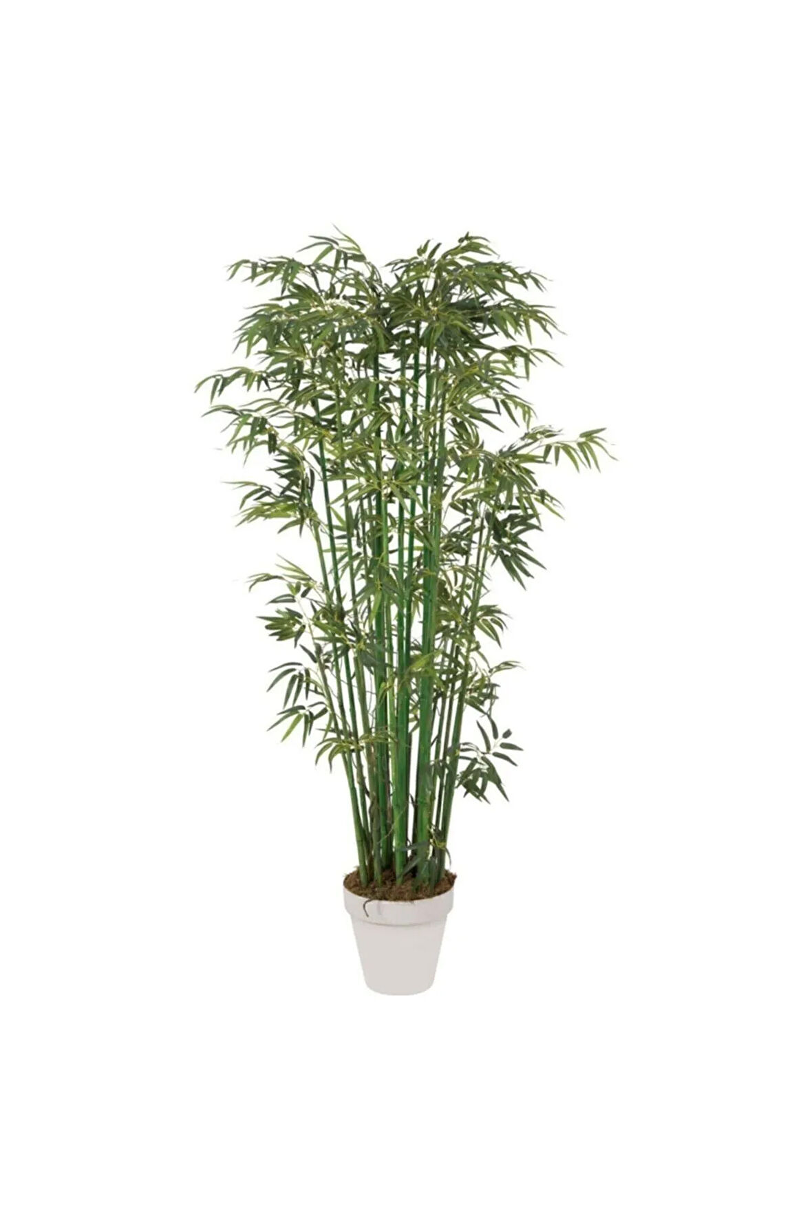 Saksılık Nadir Ithal Yeşil Bambu Tohumu 5 Tohum