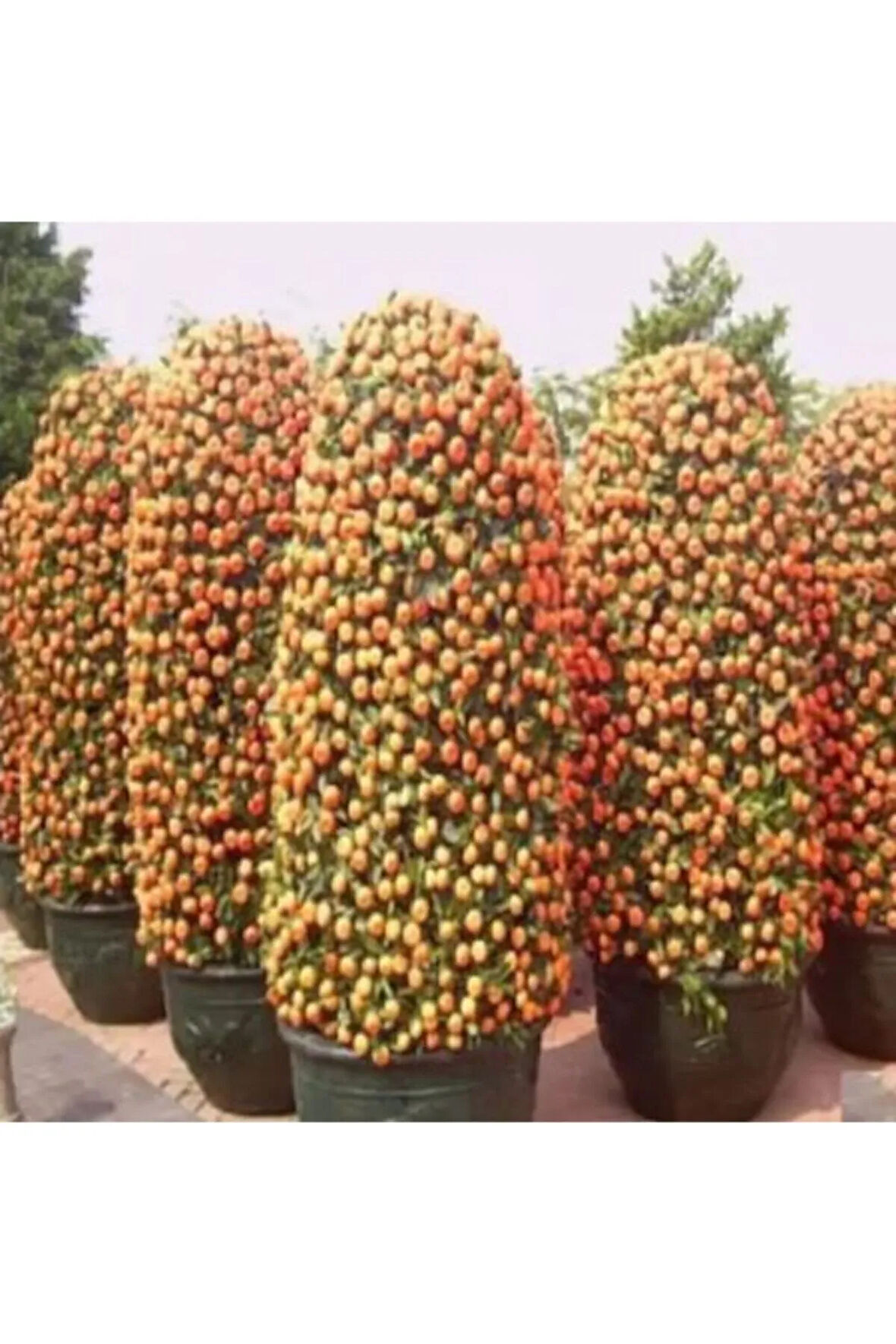 Nadir Ithal Bodur Mandalina Ağacı Tohumu Ekim Seti 3 Tohum Saksı Toprak Kombin