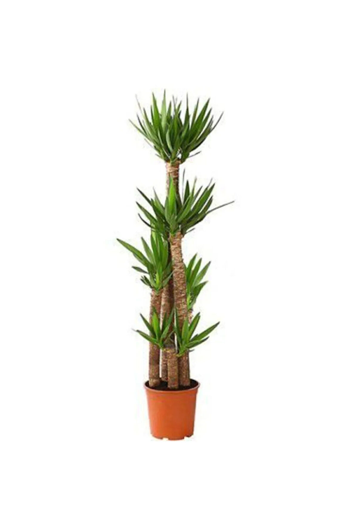 Nadir Ithal Yucca Tohumu Ekim Seti Avize Çiçeği Tohumu 5 Tohum Yuka Yukka Tohumu Saksı Toprak Kombin