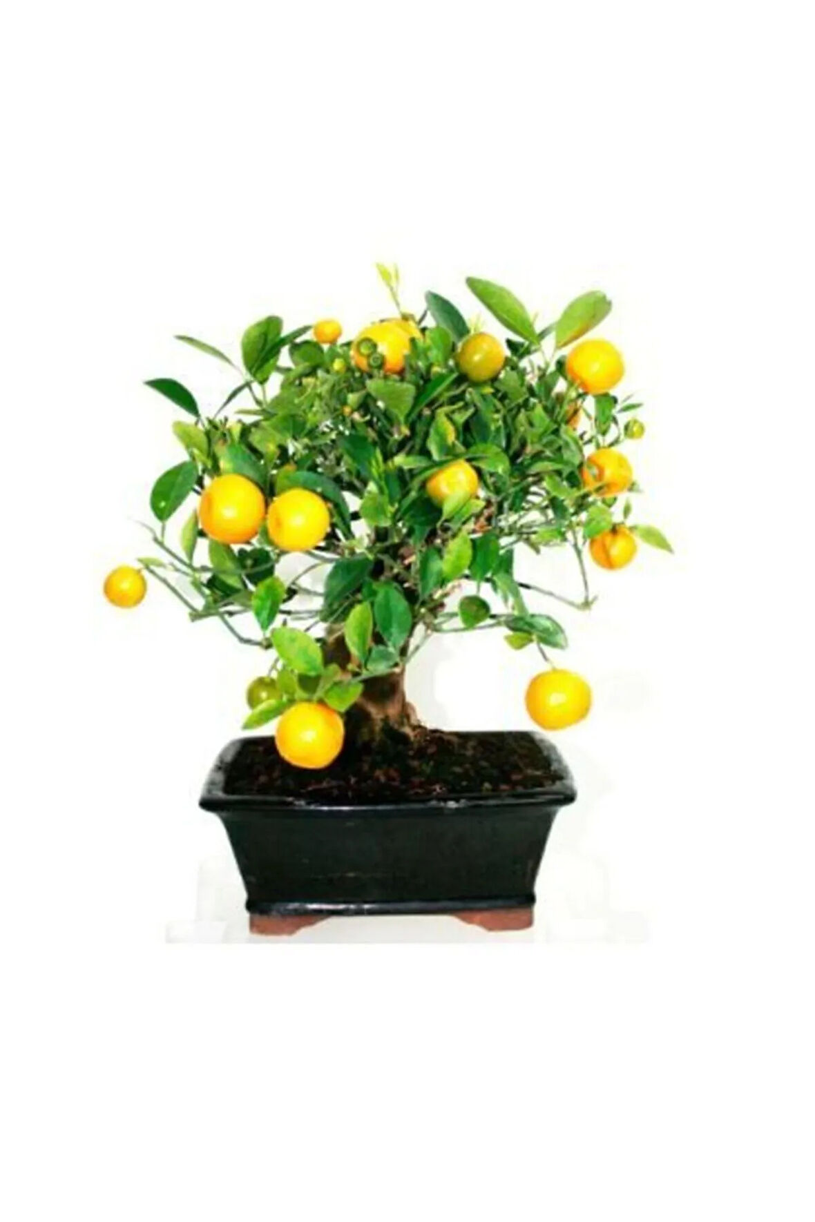 Nadir Ithal Limon Bonzai Ağacı Tohumu 5 Tohum Bonsai Tohumu
