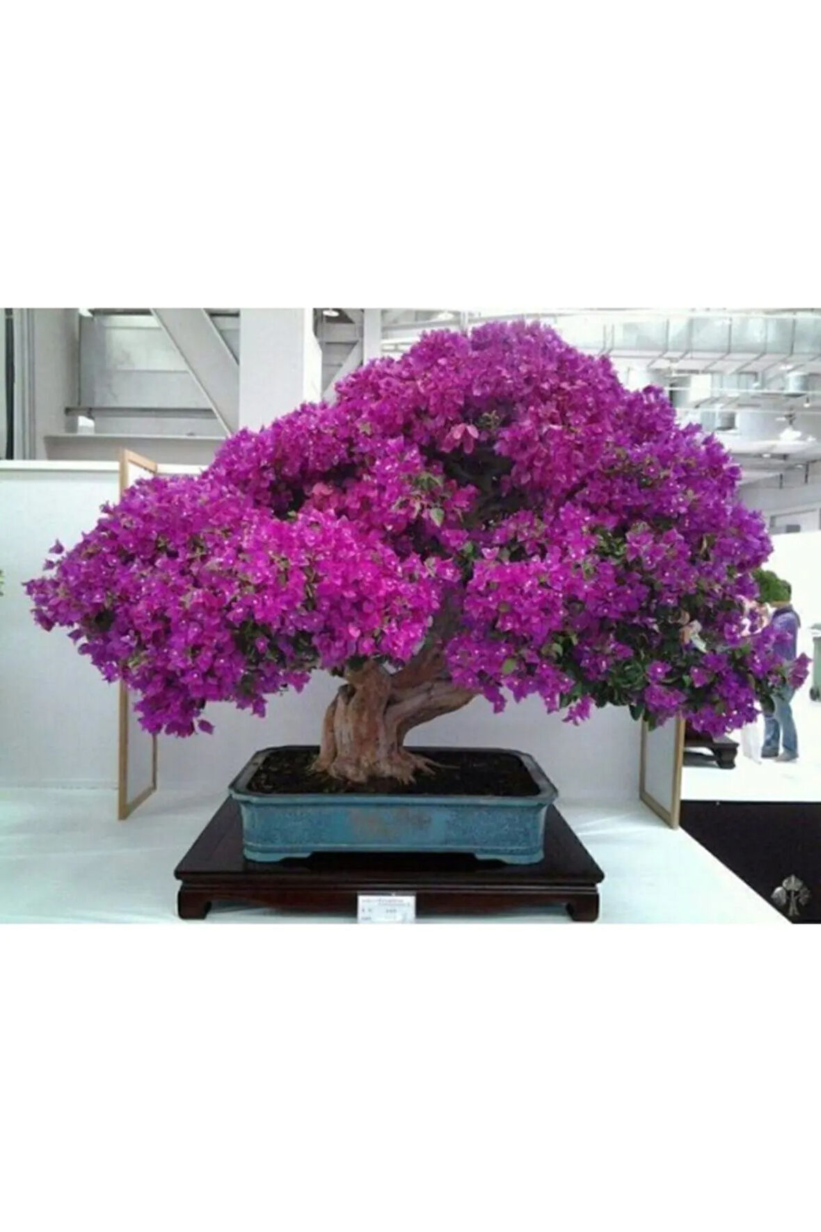 Nadir Ithal Erguvan Bonzai Ağacı Tohumu 25 Tohum Bonsai Tohumu