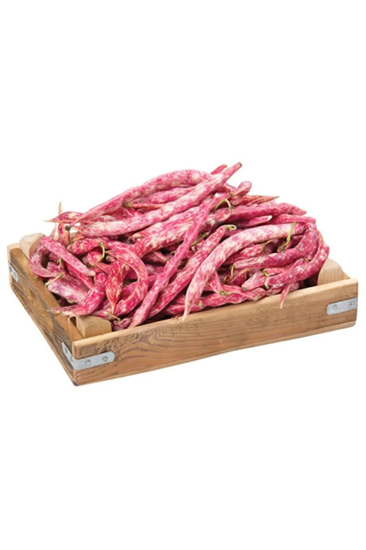 Sırık Barbunya Tohumu Ekim Seti Fasulye Tohumu 15 Tohum Saksı Toprak Kombin