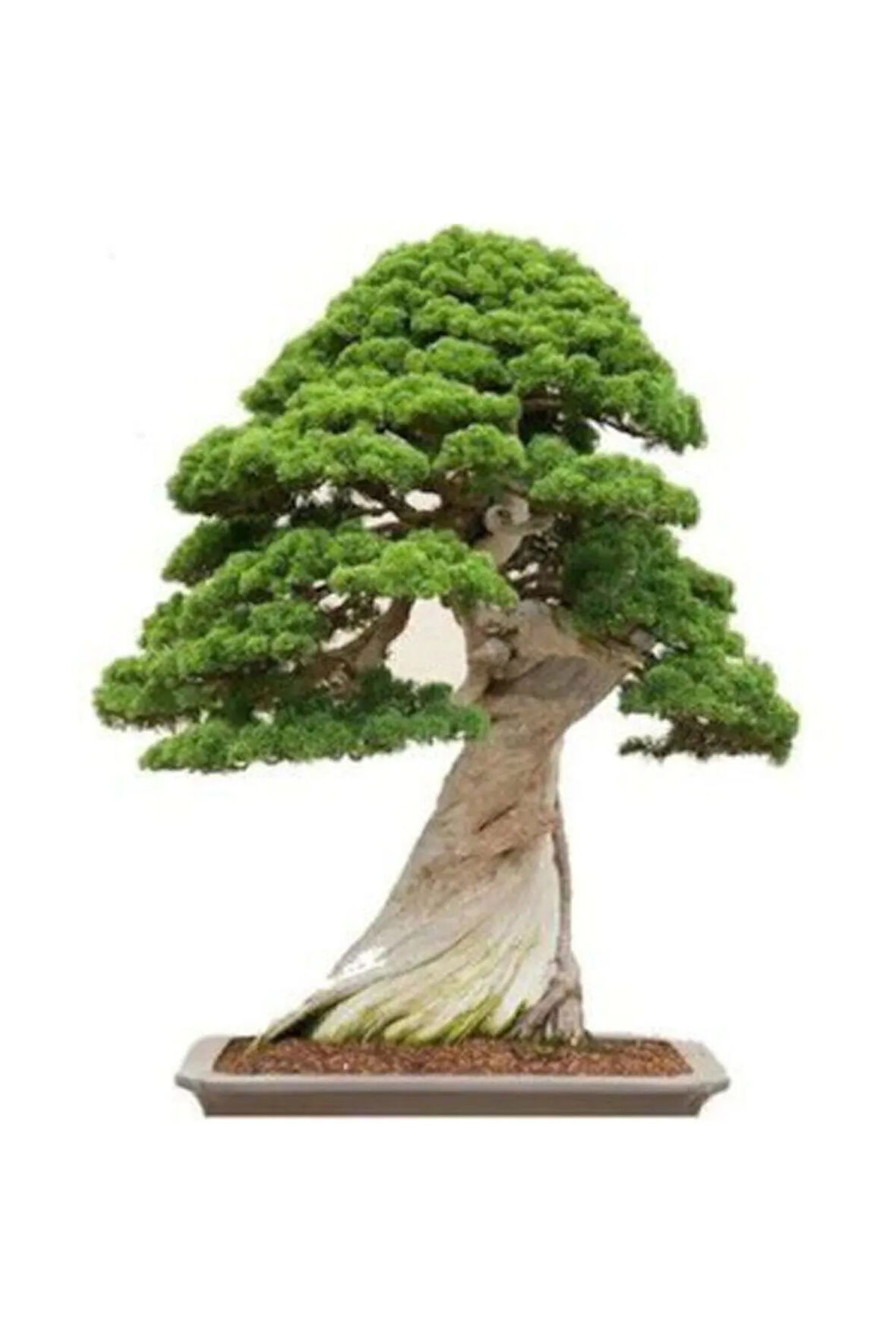 Nadir Ithal Bodur Okaliptüs Bonzai Ağacı Tohumu 5 Tohum Bonsai Tohumu