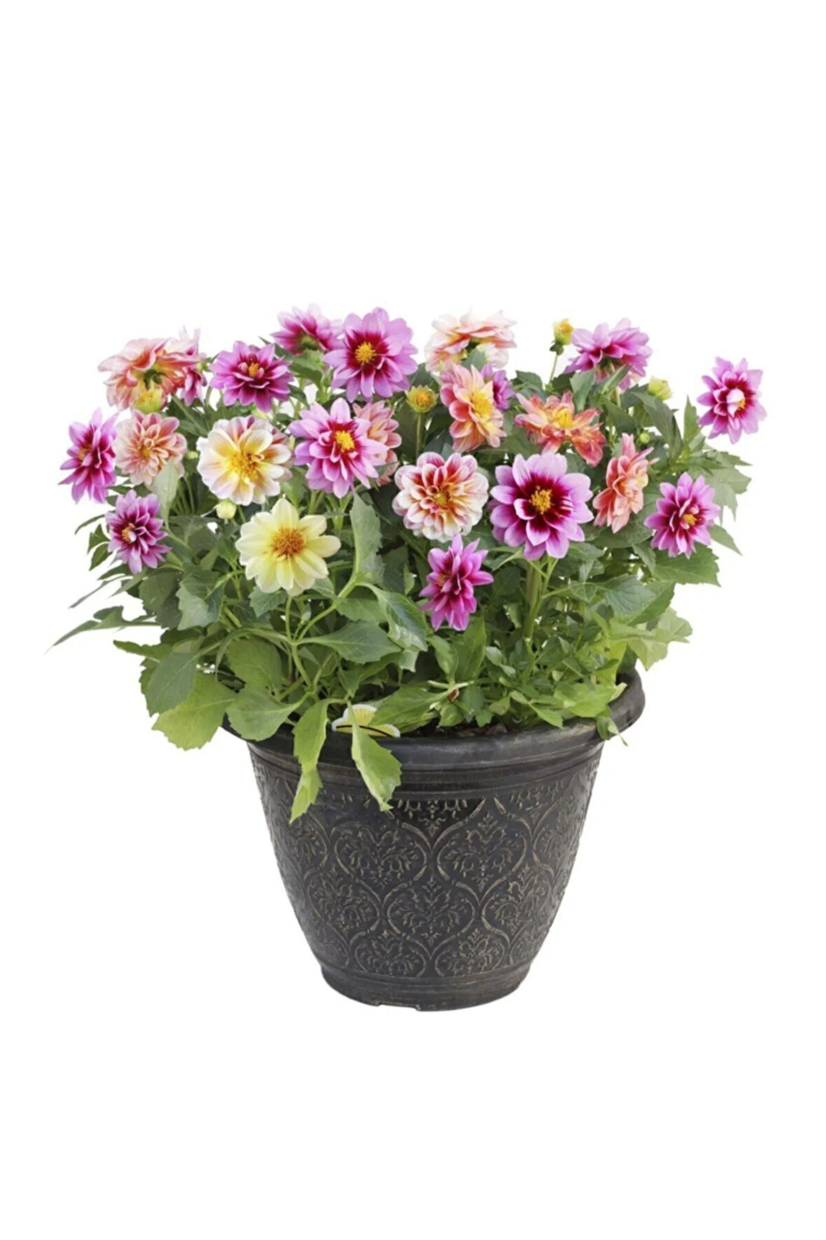 Nadir Ithal Karışık Dahlia Çiçeği Tohumu Dinnerplate Çiçek Tohumu 5 Tohum