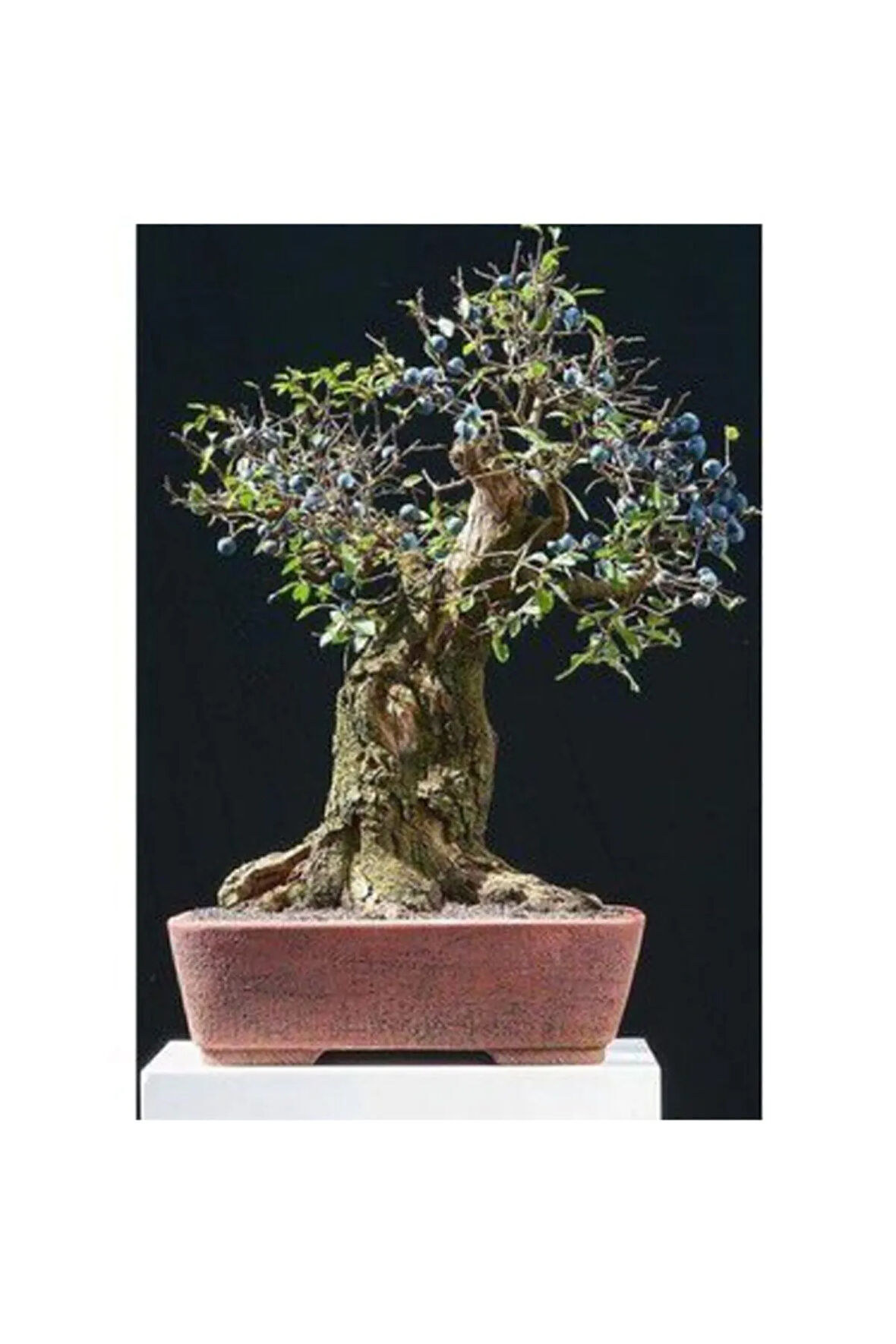 Nadir Ithal Blueberry Bonzai Ağacı Tohumu 5 Tohum Bonsai Tohumu