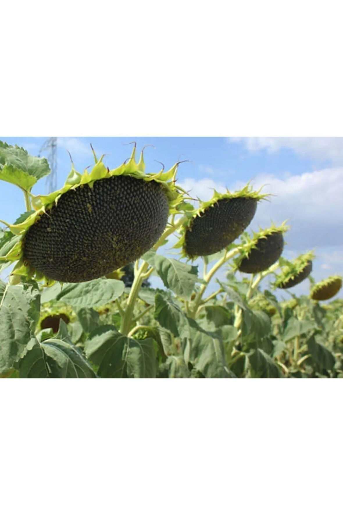 Süper Paket 100 Tohum Ayçiçeği Tohumu Çiğdem Çekirdek Tohumu