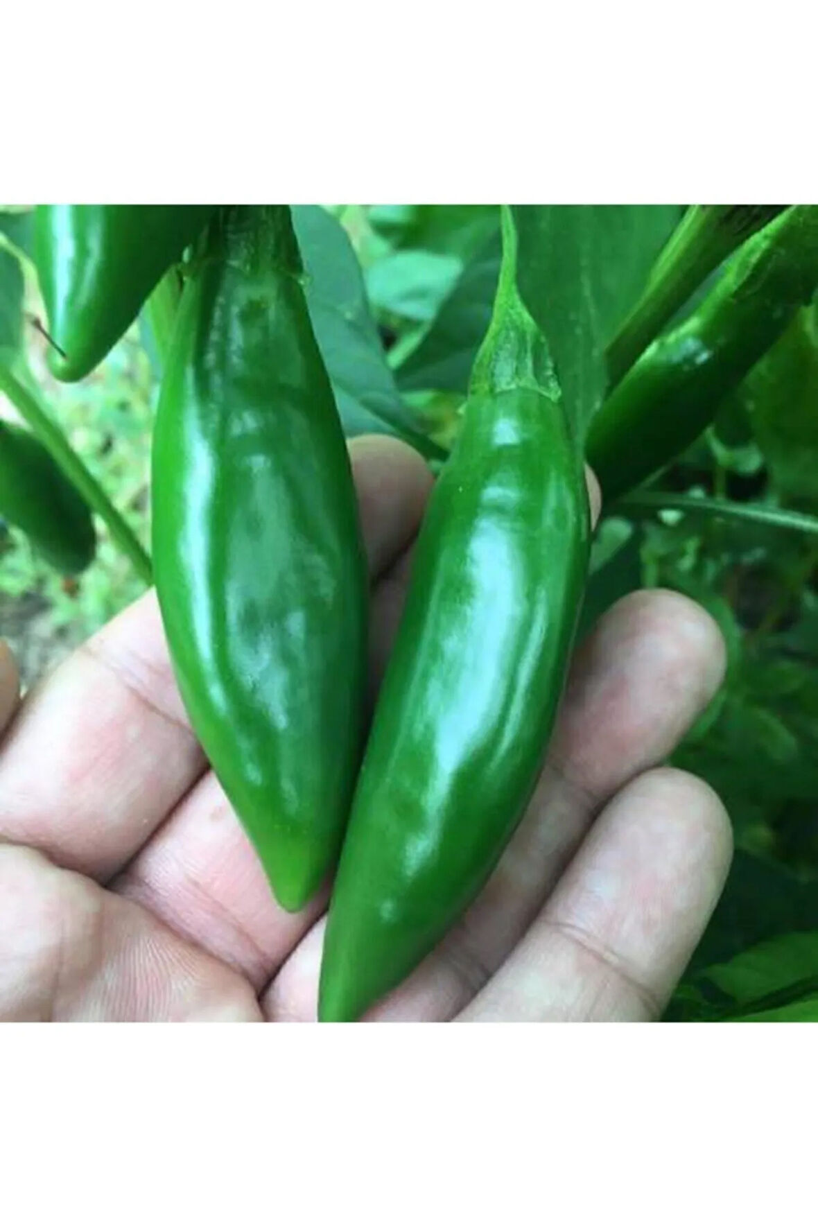 Nadir Balık Biber Tohumu Ekim Seti 10 Tohum Balık Biberi Tohumu Saksı Toprak Kombin