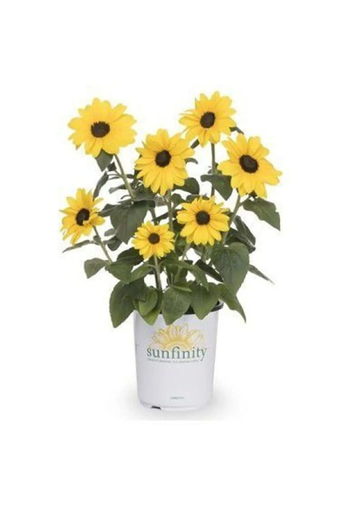 Süs Ayçiçeği Tohumu Ekim Seti 5 Tohum Çiçek Tohumu Saksı Toprak Kombin