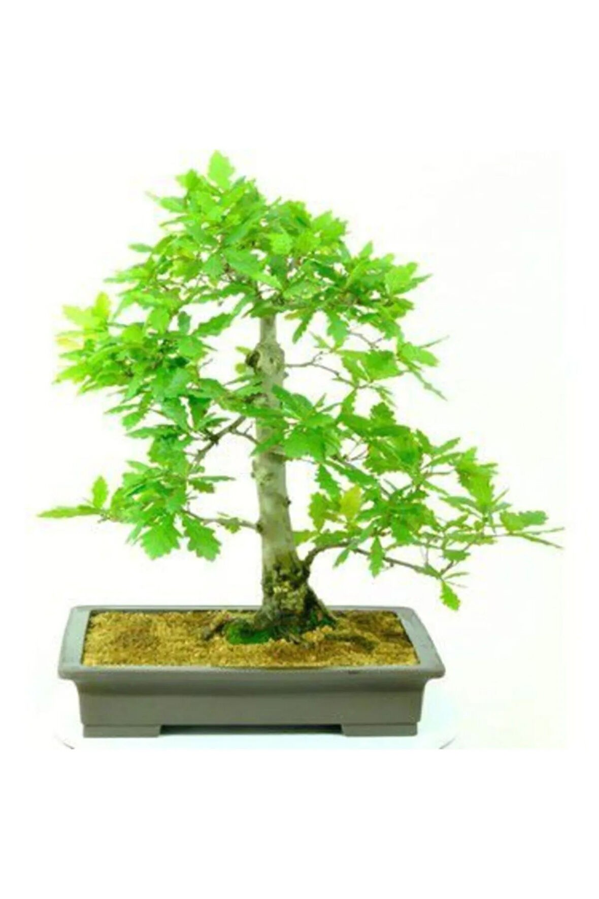Nadir Ithal Meşe Bonzai Ağacı Tohumu 3 Tohum Bonsai Tohumu