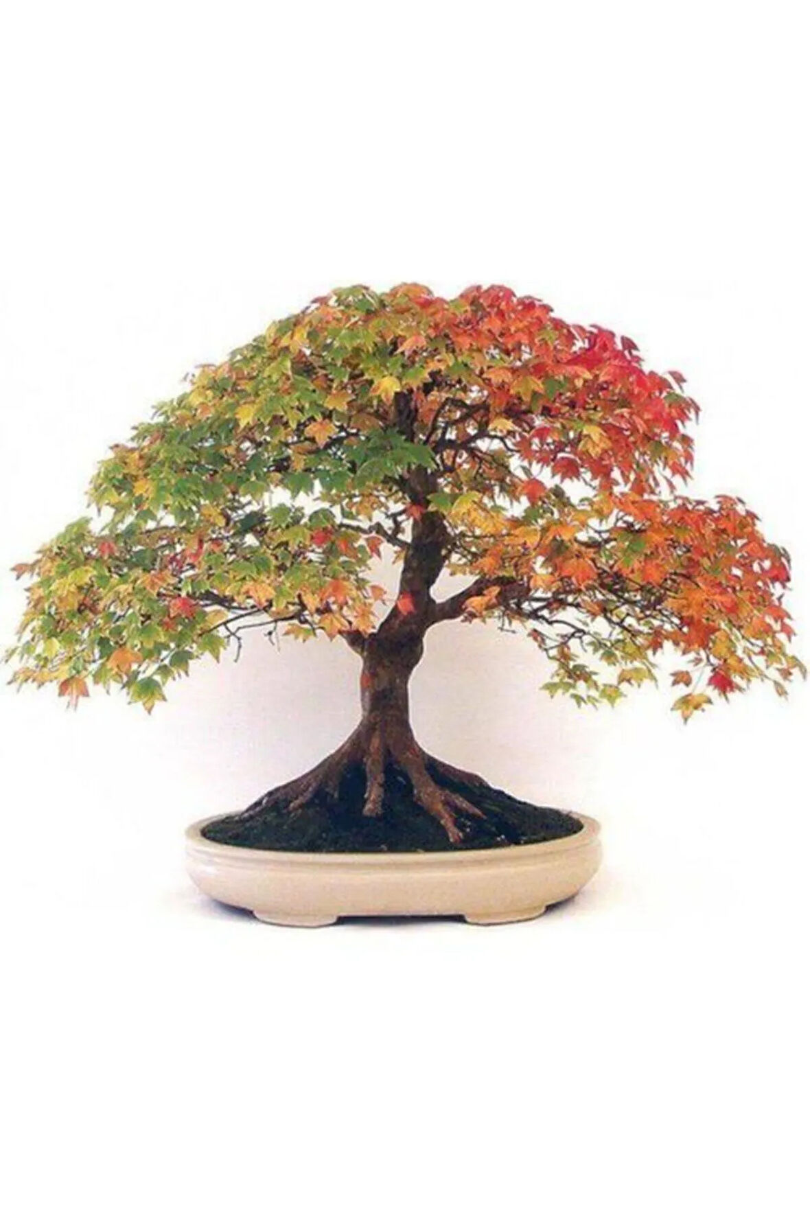 Nadir Ithal Bodur Çınar Bonzai Ağacı Tohumu 5 Tohum Bonsai Tohumu