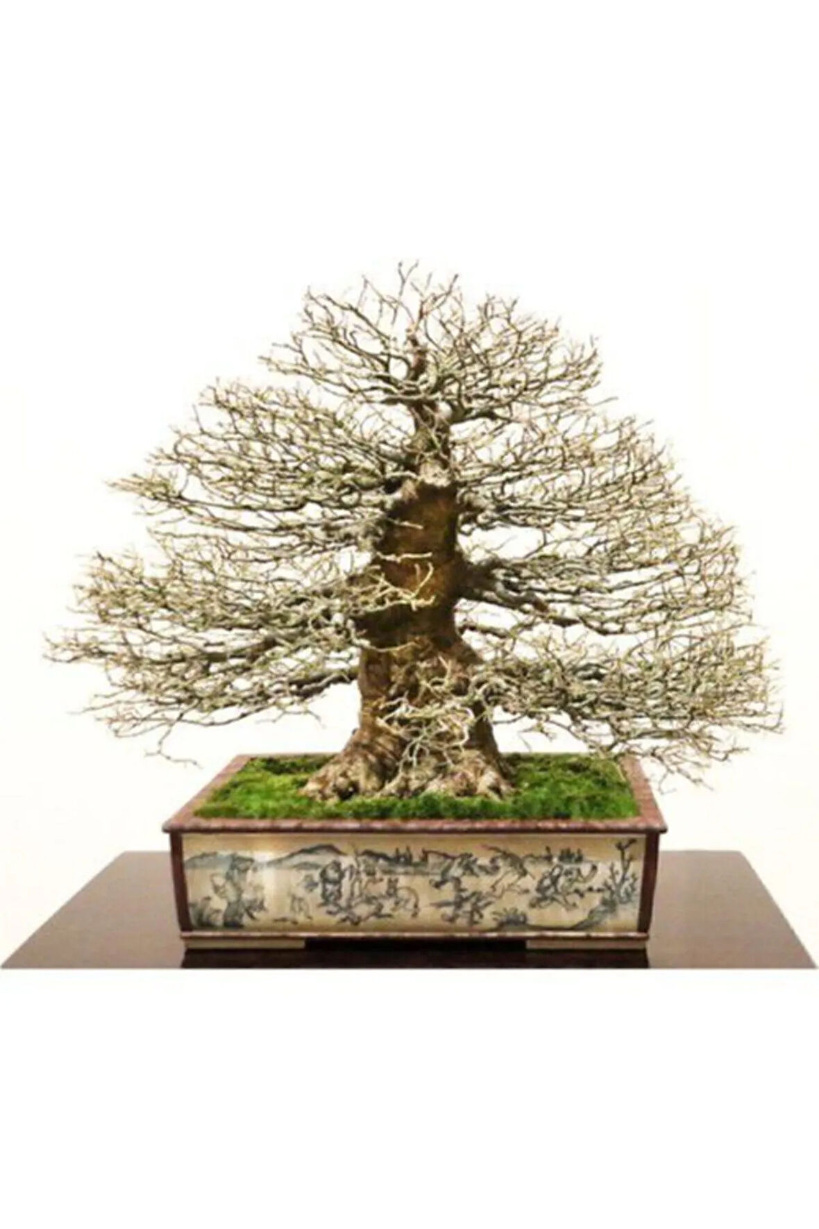 Nadir Ithal Bodur Enkiantus Bonzai Ağacı Tohumu 5 Tohum Bonsai Tohumu