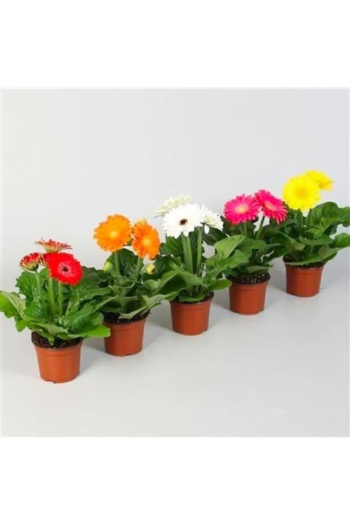 Saksılık Karışık Gerbera Çiçeği Tohumu Ekim Seti 5 Tohum Çiçek Tohumu Saksı Toprak Kombin