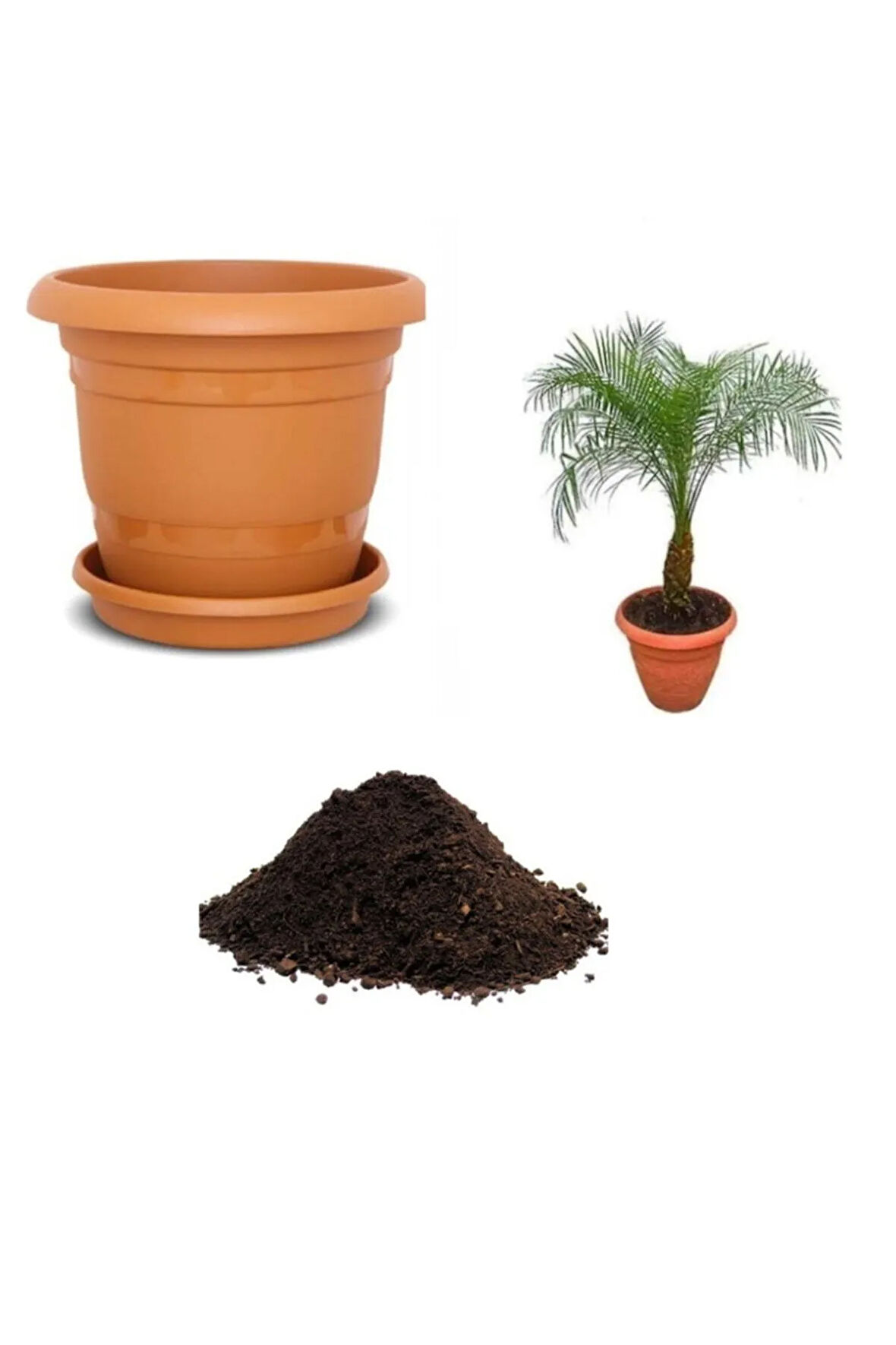 Bodur Süs Hindistan Cevizi Ağacı Tohumu Ekim Seti