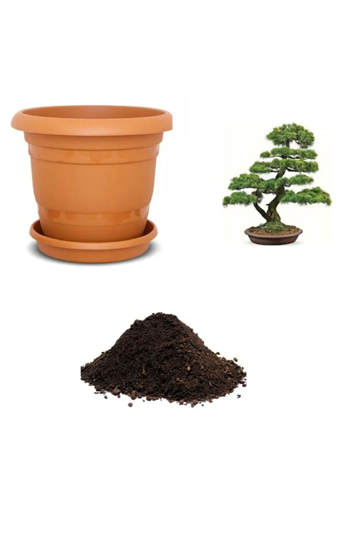 Ithal Karaçam Bonsai Ağacı Tohumu Ekim Seti