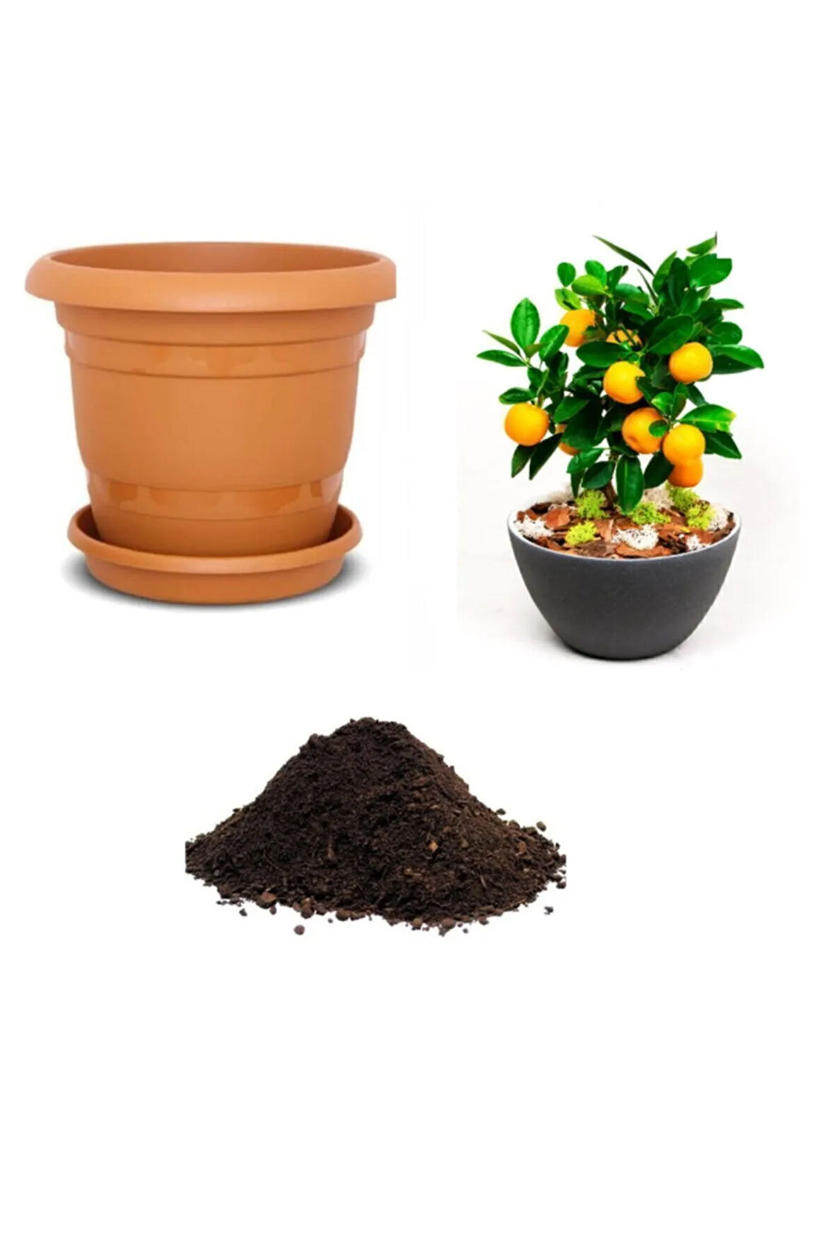 Ithal Portakal Bonsai Ağacı Tohumu Ekim Seti