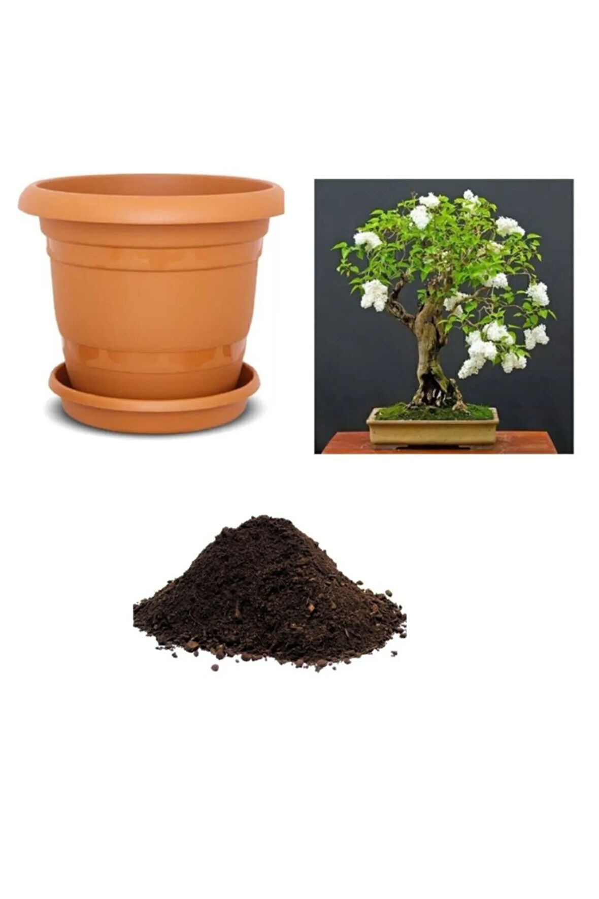 Ithal Bodur Beyaz Gül Bonsai Ağacı Tohumu Ekim Seti