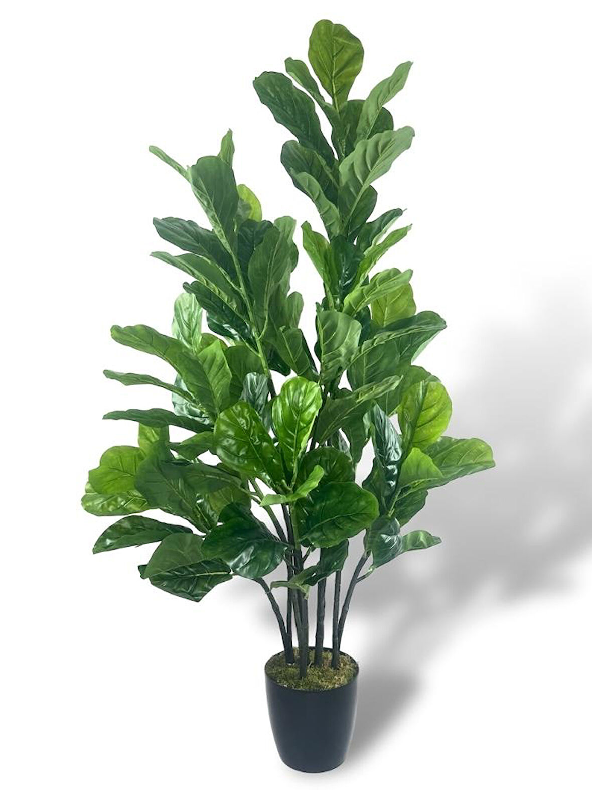 Yapay Ağaç Keman Yapraklı Kavuçuk Yeşil Salon Bitkisi Siyah Saksıda 140cm