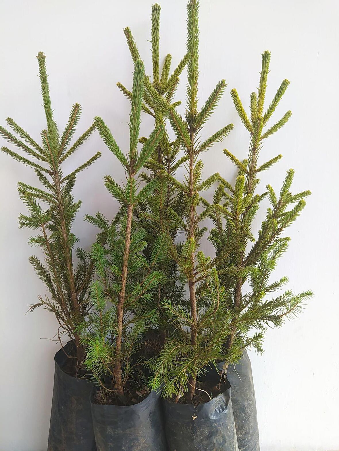 Sarıçam 50 - 60 Cm Boy (1 Adet )BAHÇEVİLYA