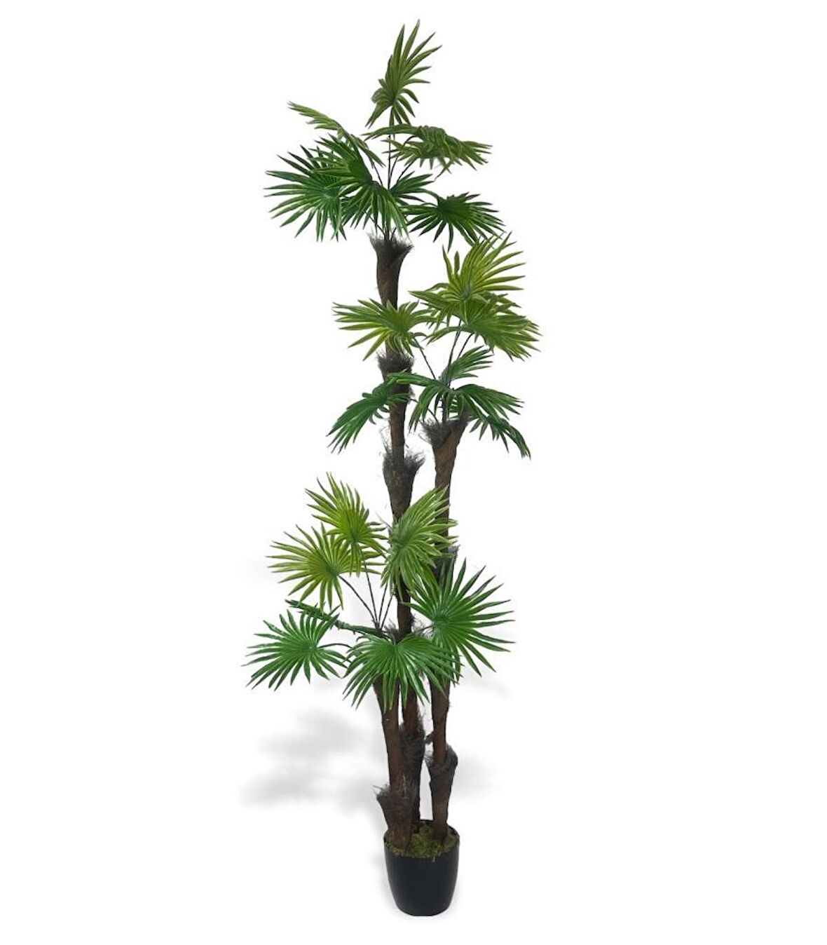 Yapay Ağaç Palmiye Fanpalm 3Katlı 24Yaprak Siyah Plastik Saksıda 165*65cm