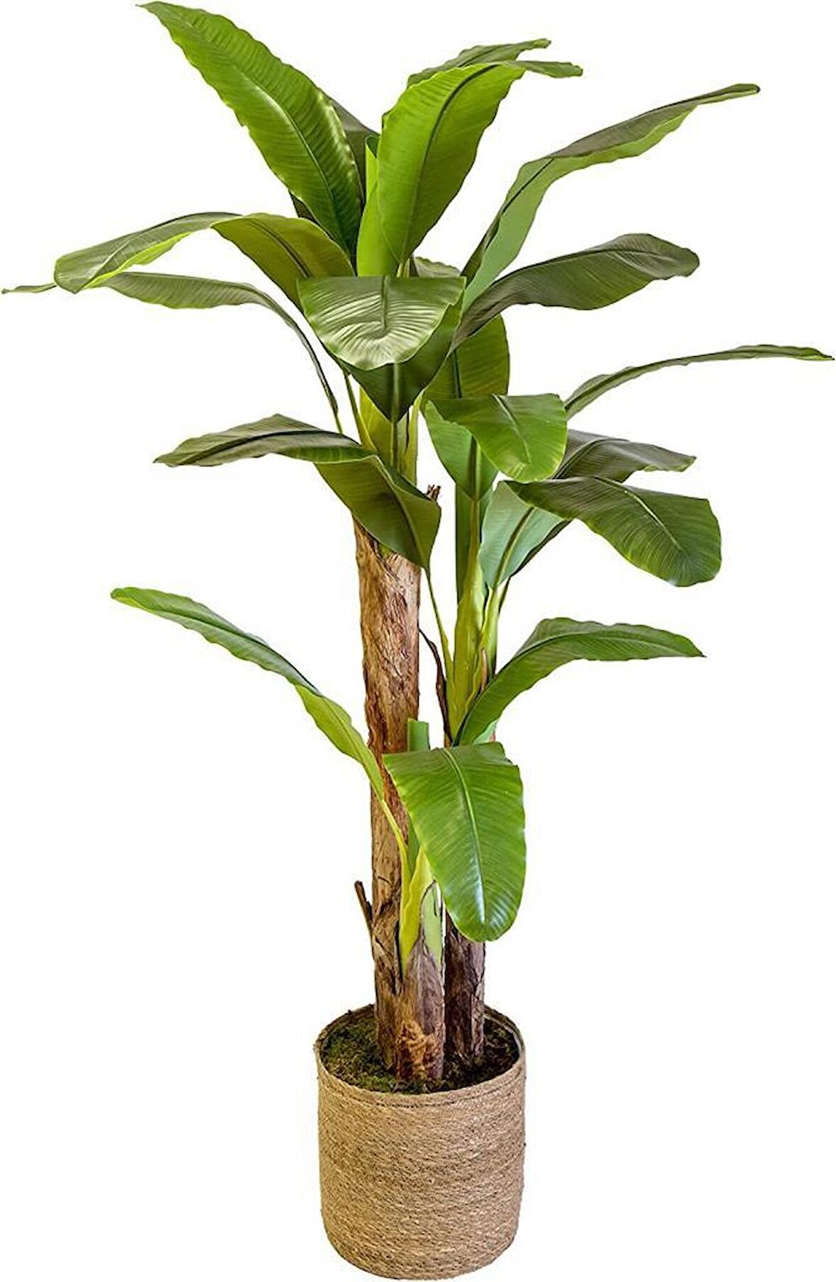 Yapay Ağaç Muz Ağacı Hasır Kaplamalı Saksıda Yapay Starliçe 220cm 3 Gövdeli