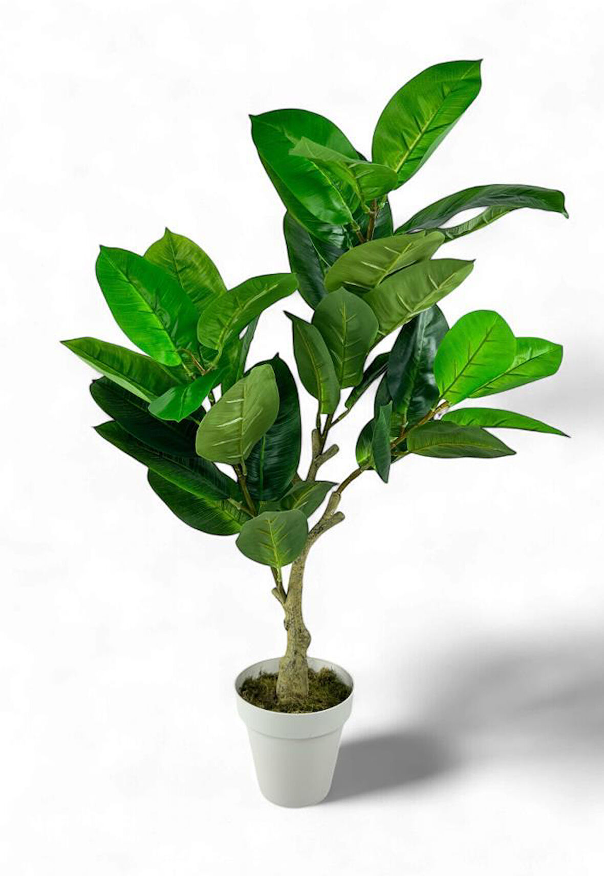 Yapay Çiçek Kauçuk Ağacı 85cm Salon Çiçeği Beyaz Saksılı Yapay Bitki
