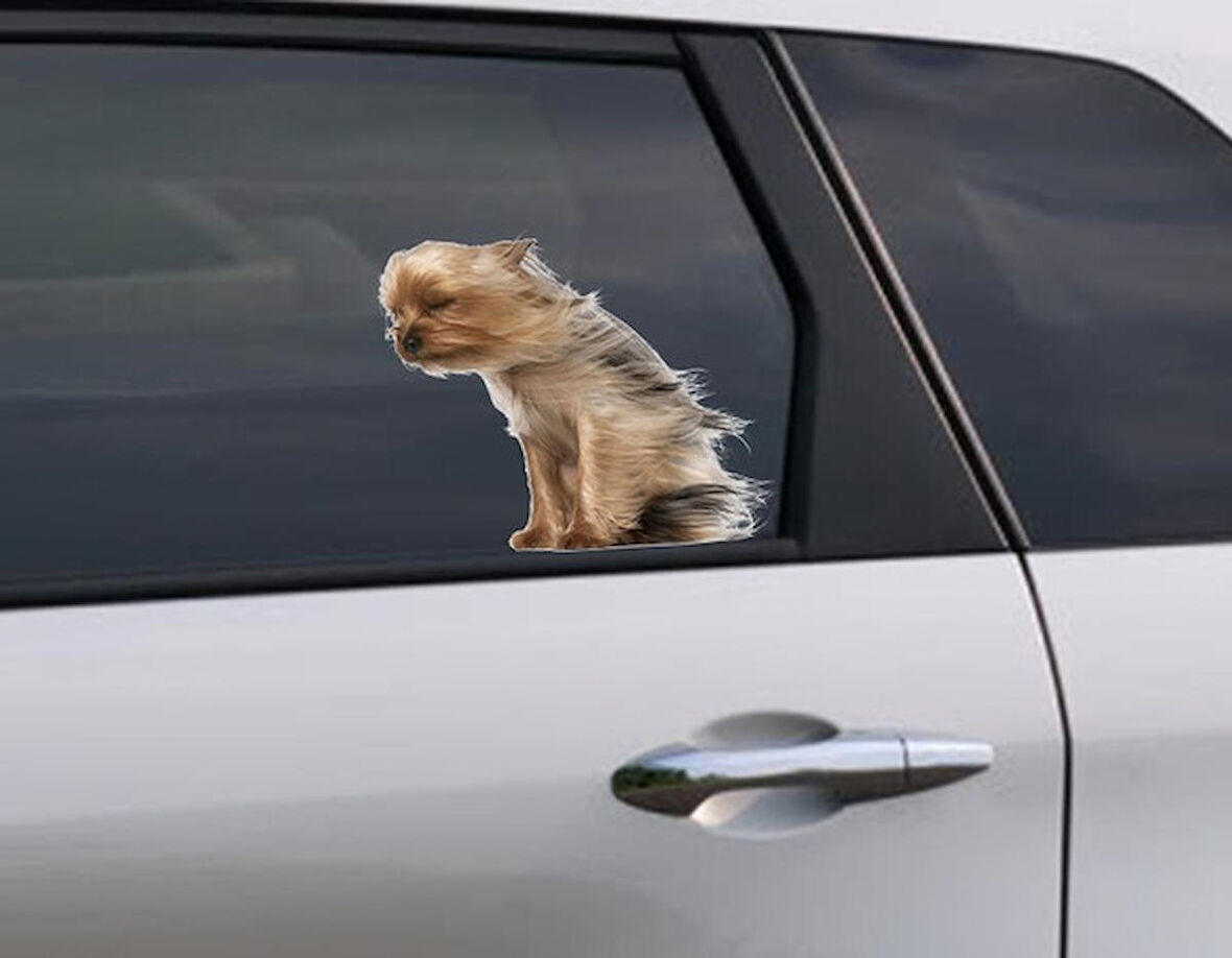 Terrier Rüzgara Karşı Komik Köpek Sticker 1 Adet 20cm