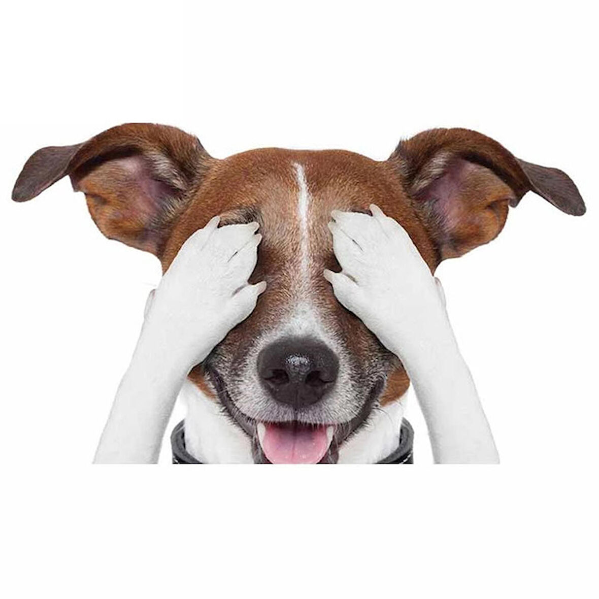 Terrier Sevimli Köpek Sticker Yapıştırma 18cm Model1