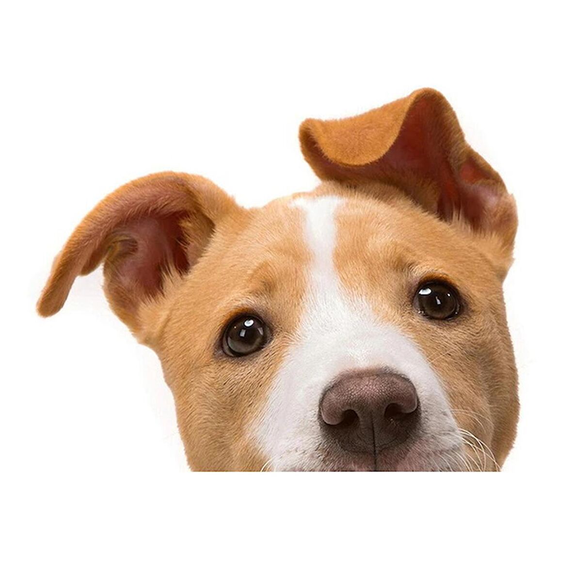 Terrier Sevimli Köpek Sticker Yapıştırma 18cm Model8