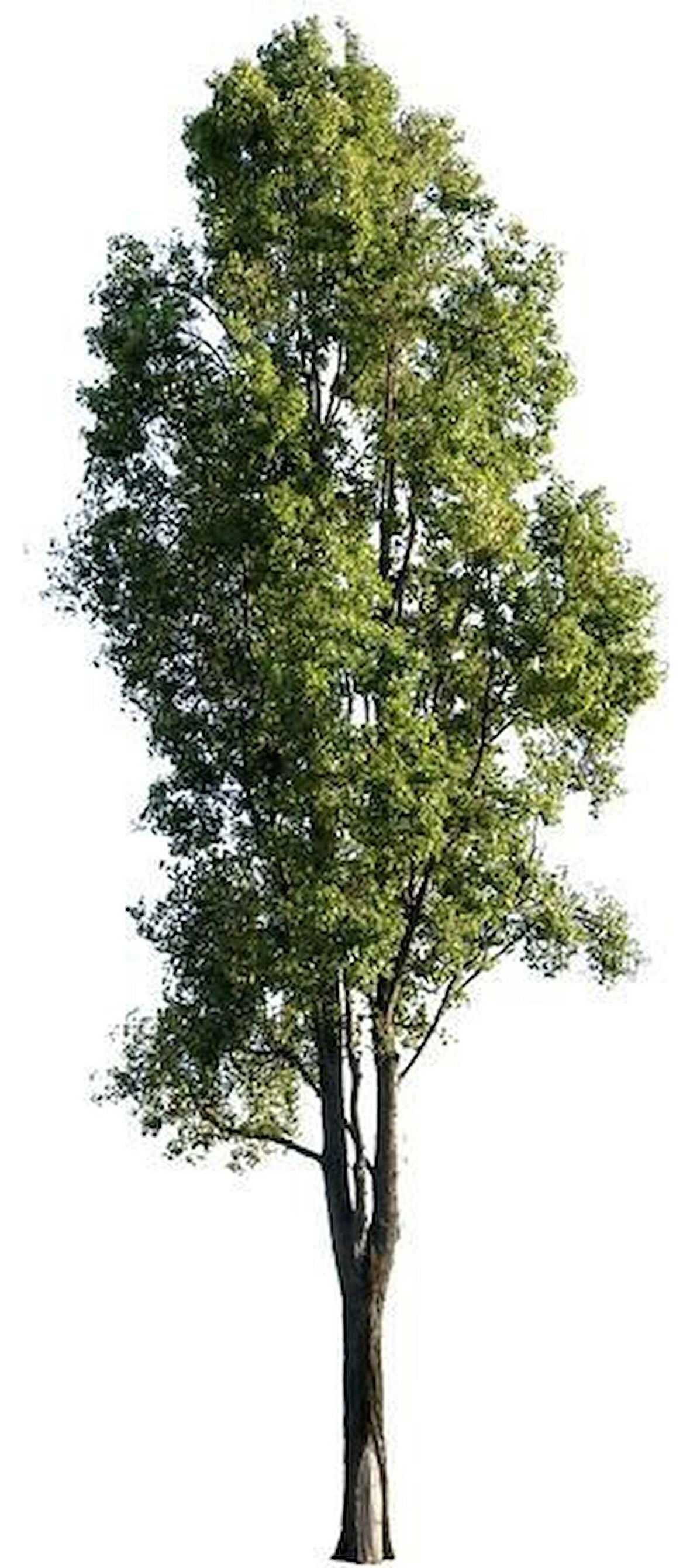 Tüplü Anadolu Kavağı Fidanı (Populus nigra) - 1-2 Yaşında, Hızlı Büyüyen ve Dayanıklı