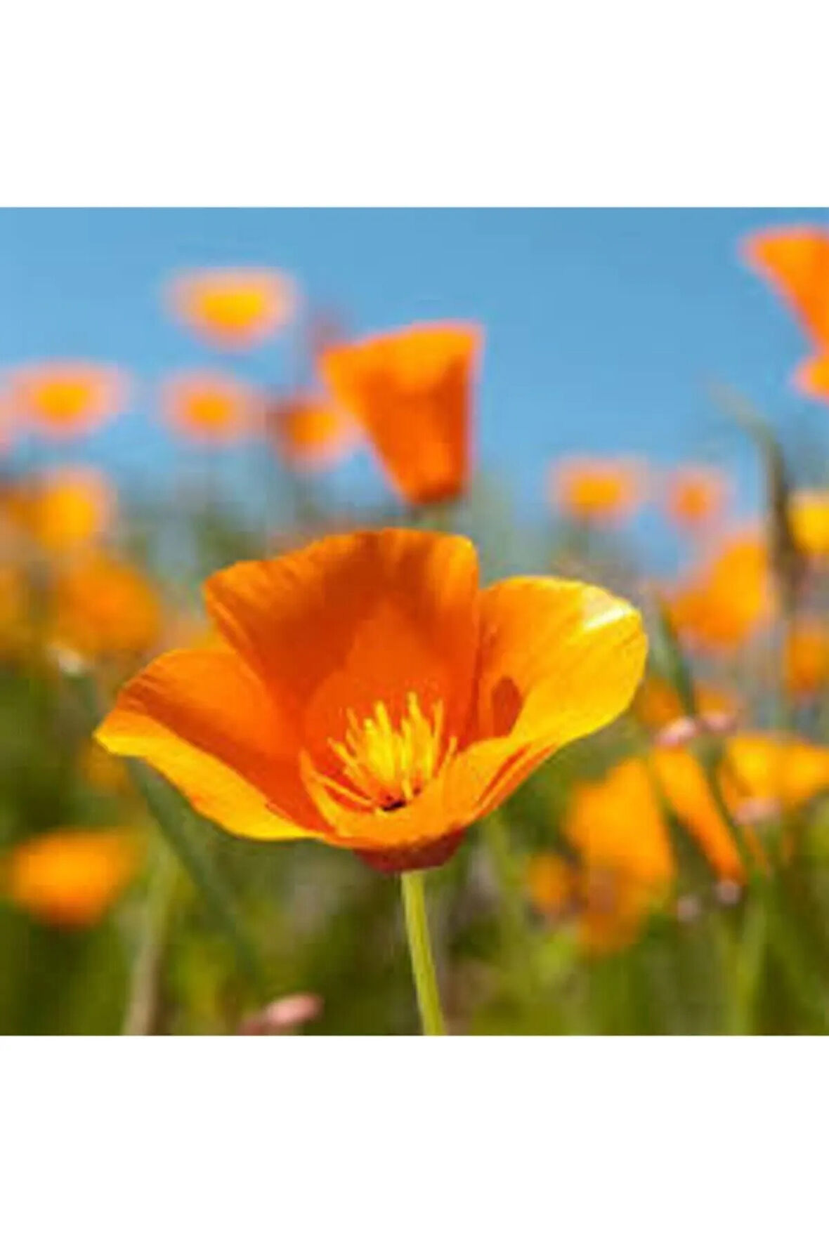 10 Adet Tohum Acem Lalesi Çiçek Tohumu Acem Lalesi Çiçeği Hediye Tohumludur