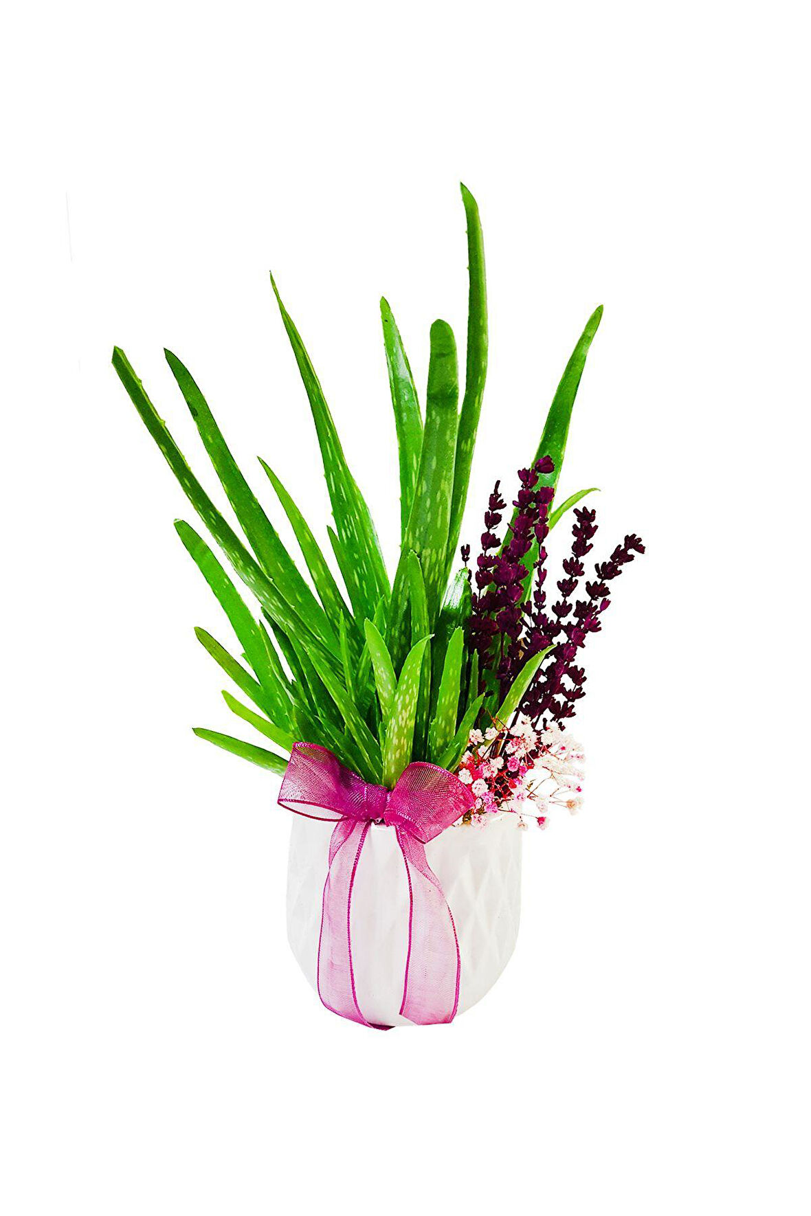 Aloe Vera Ve Lavanta & Beyaz Beton Saksıda Sukulent Canlı Bitki Saksı Çiçekleri Hediye Aranjman