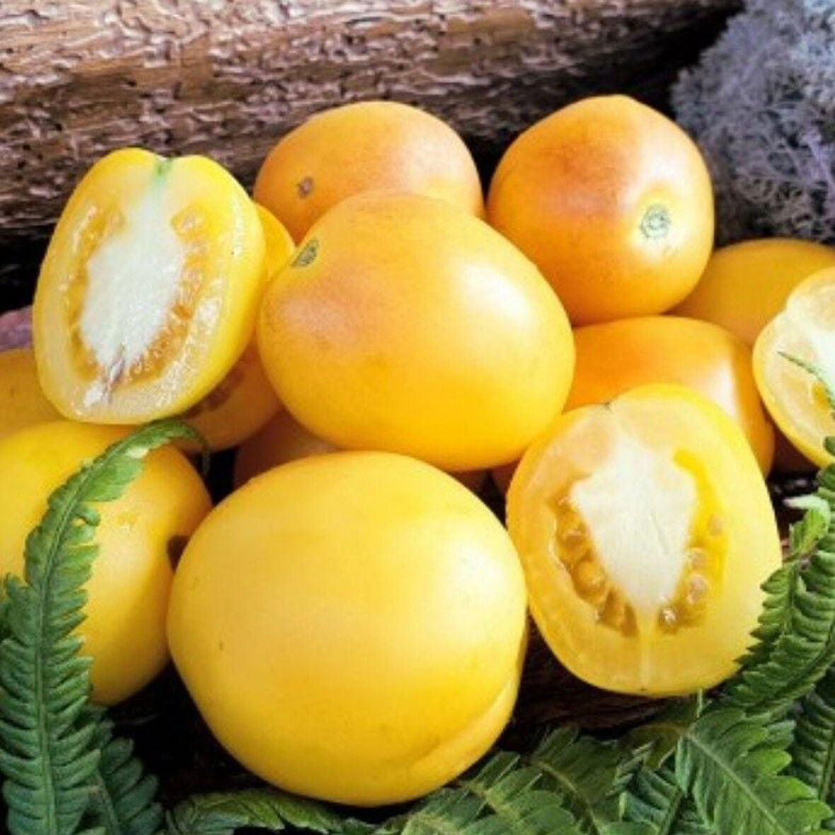 Geleneksel Ata Tohumları Red Spot Yellow Domates Tohumu (10 tohum)