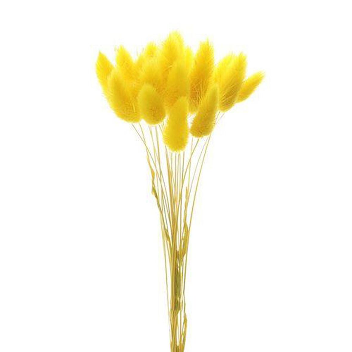 Kuru Çiçek Doğal SARI Pamuk Otu 10gram 1. Kalite Şoklanmış Bozulmaz