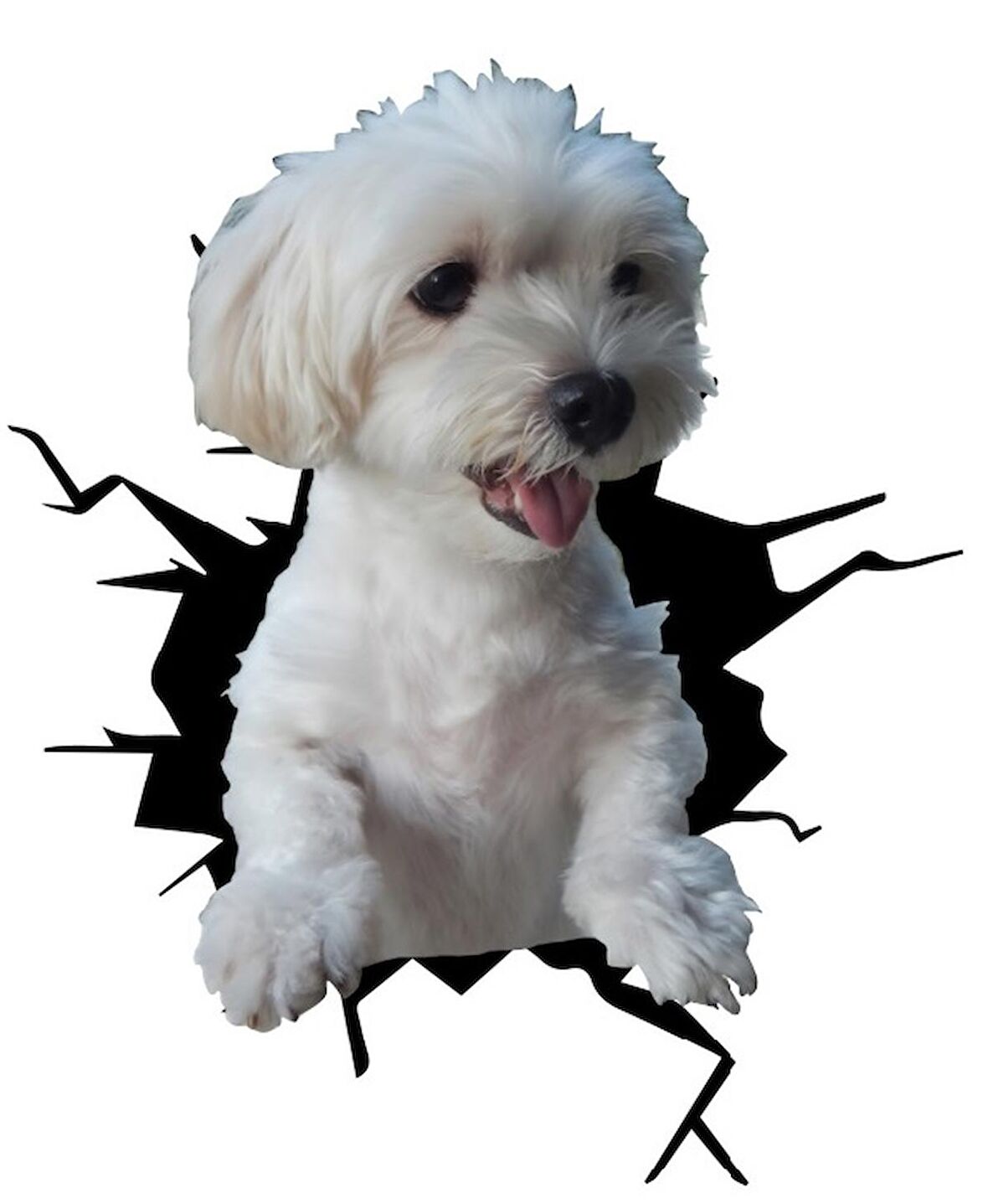 Maltese Araba Sticker Yapıştırması Model10 18CM