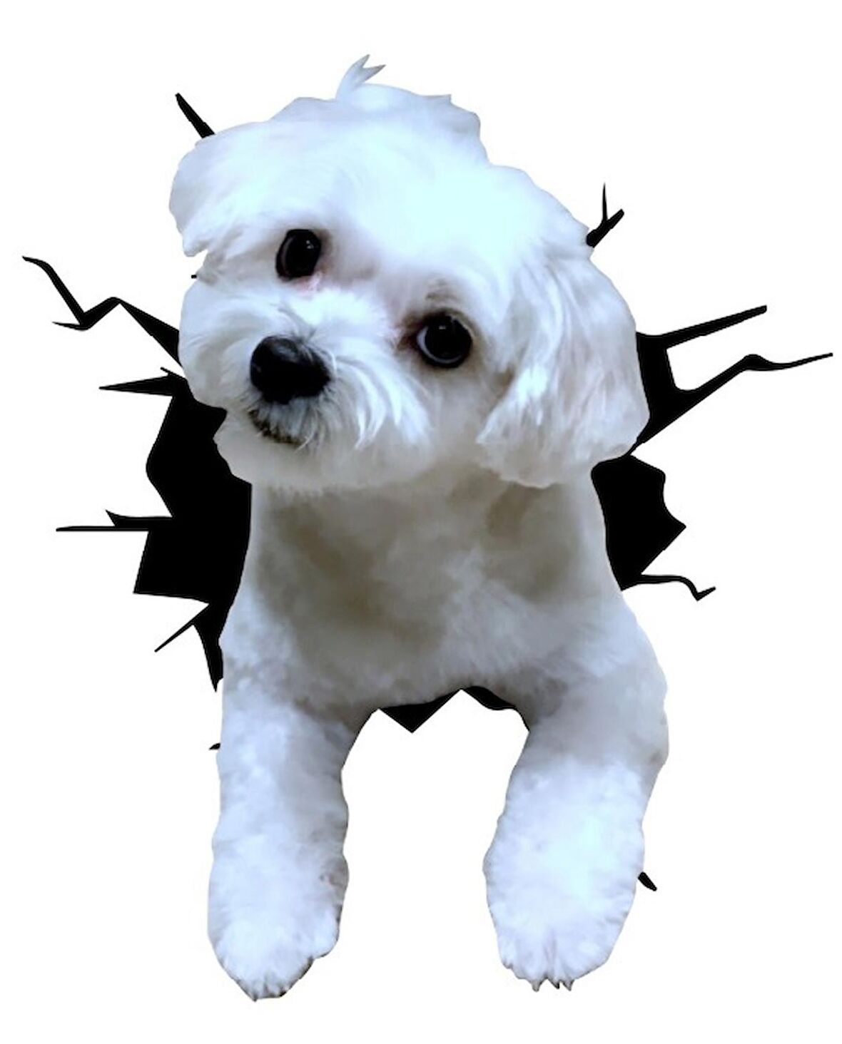 Maltese Araba Sticker Yapıştırması Model1 18CM