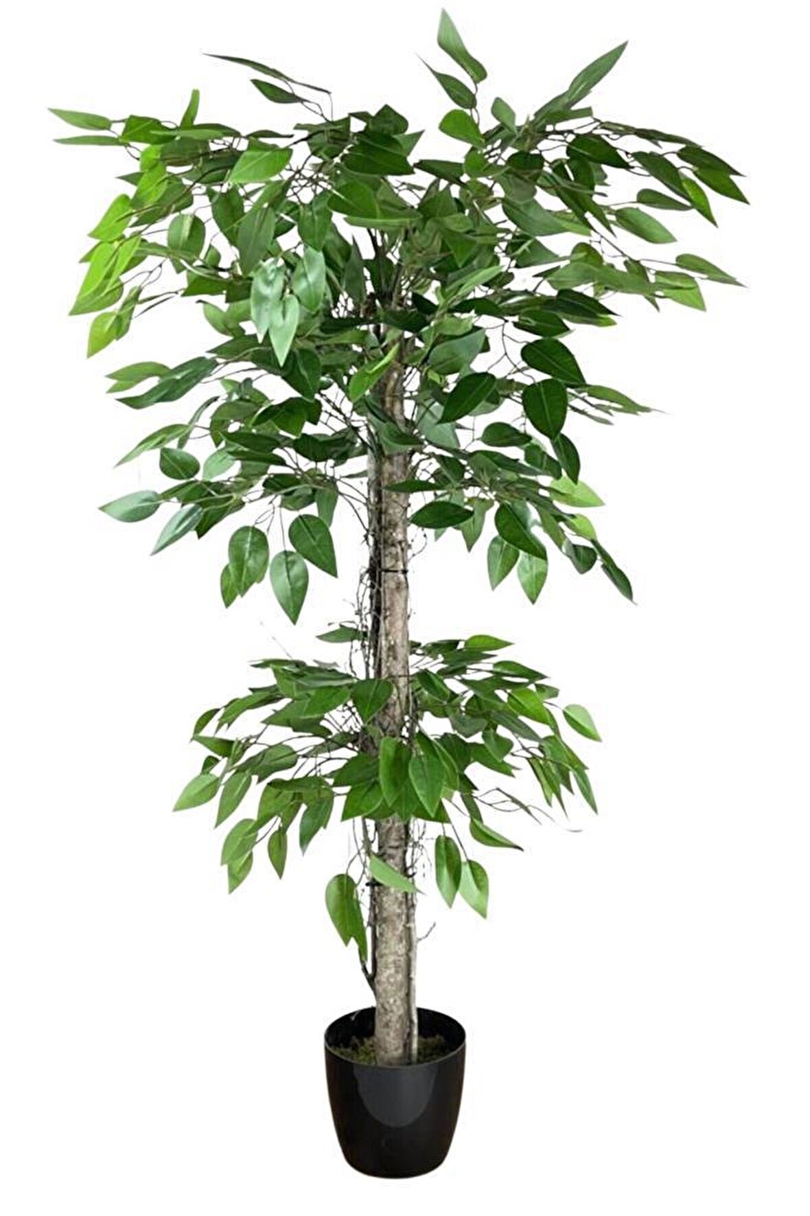 Yapay Ağaç Benjamin 2 Gövdeli Çalılı 2 Katlı 120x70cm Siyah Plastik Saksılı