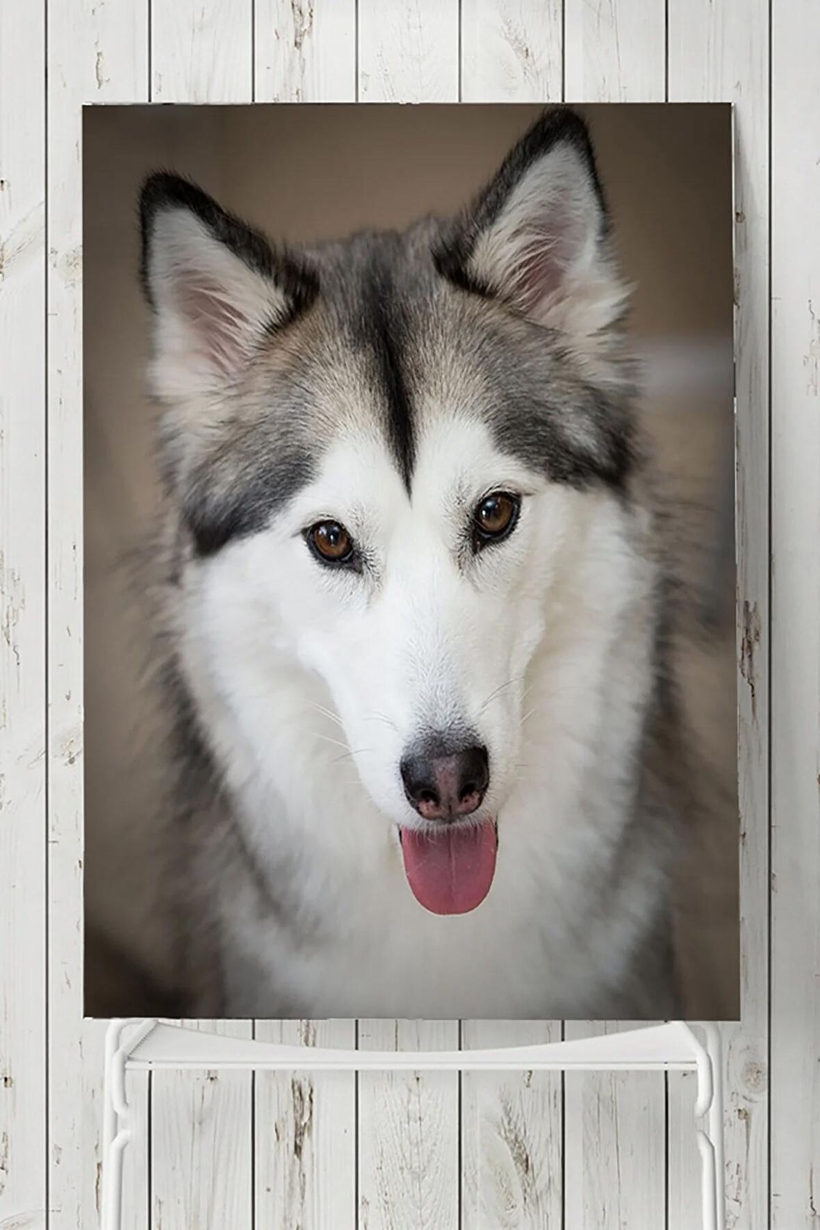 Husky Hayvan Posteri 