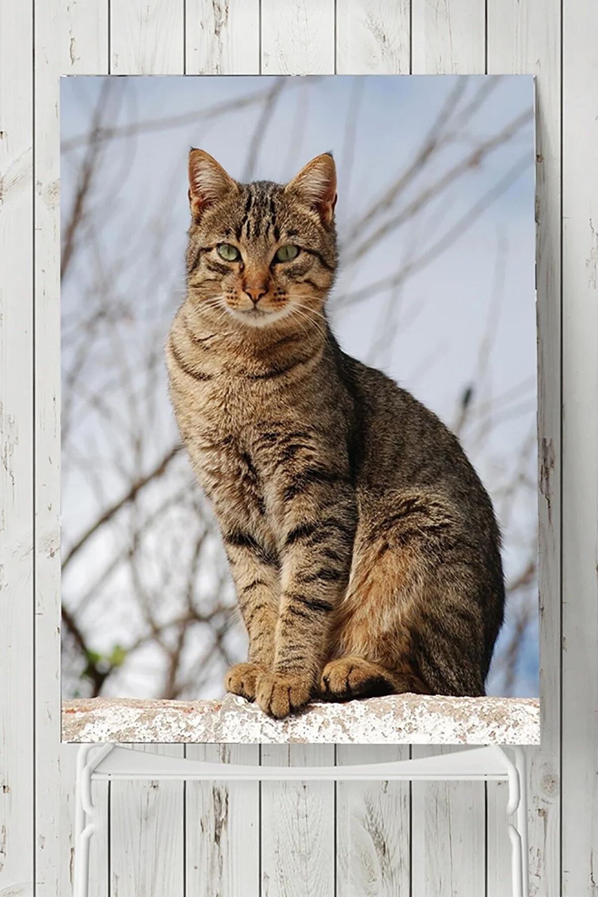 Kedi Hayvan Posteri  