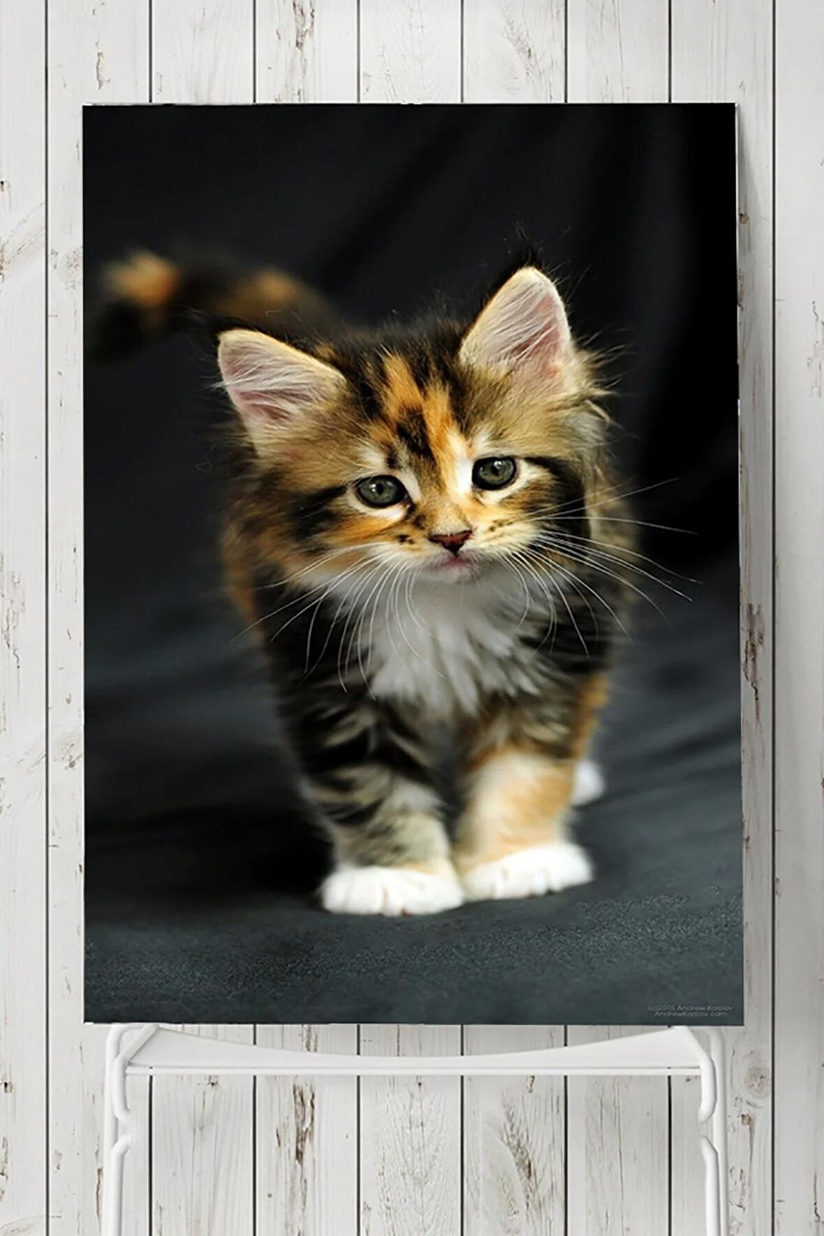Kedi Hayvan Posteri 2  