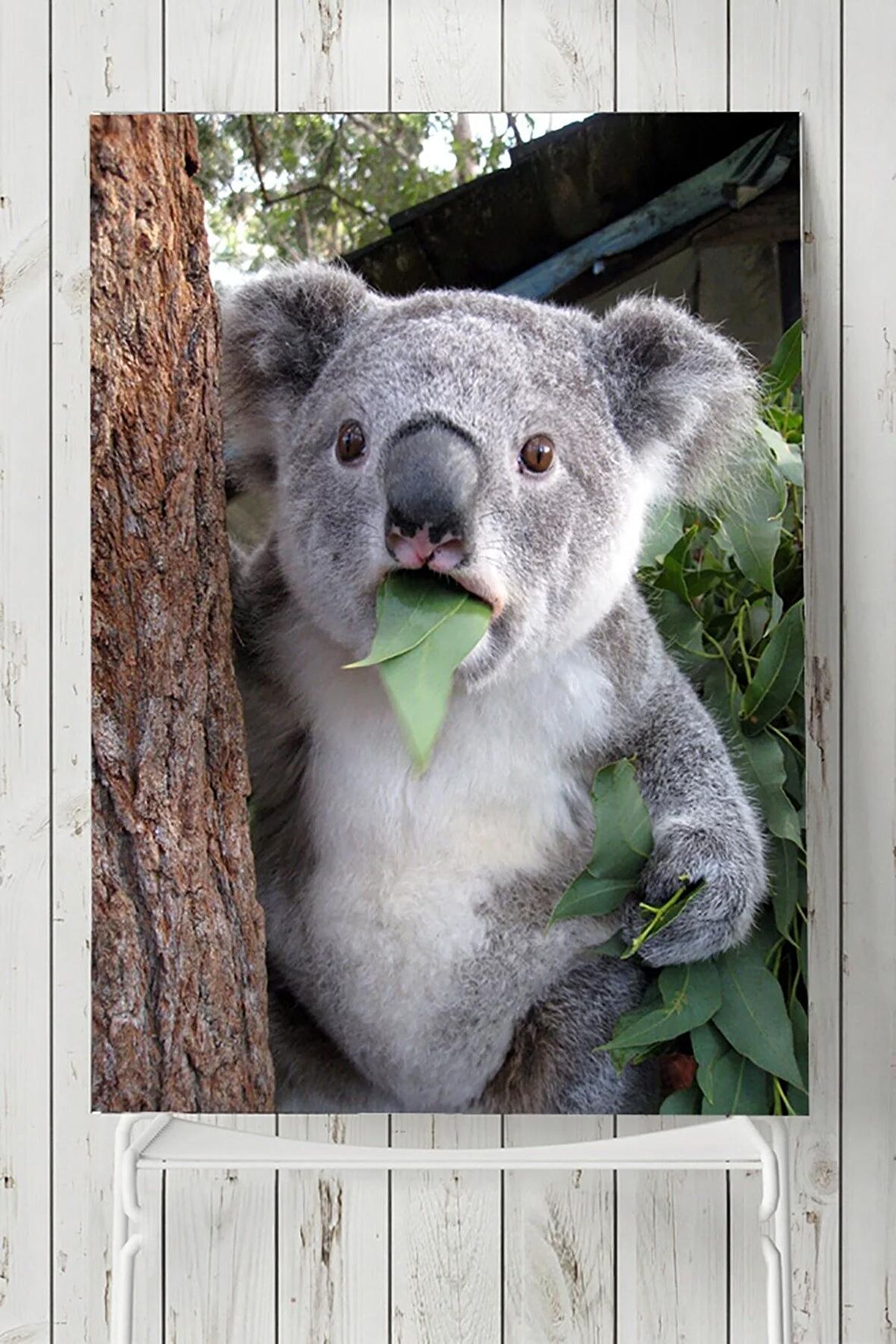 Koala Hayvan Posteri 