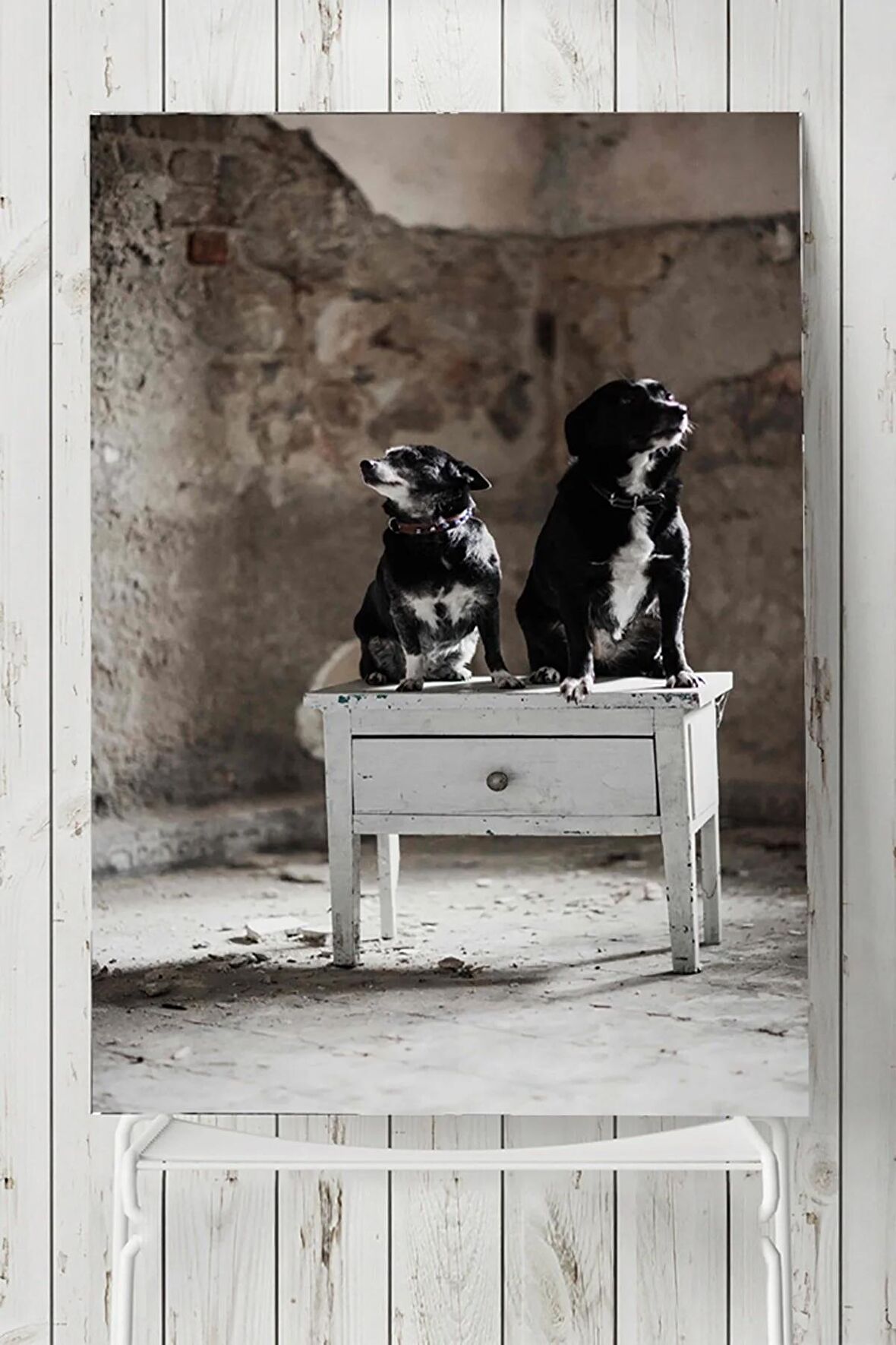 Köpek Hayvan Poster