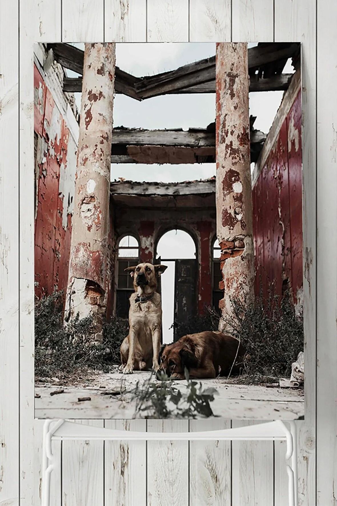 Köpek Hayvan Poster 2 