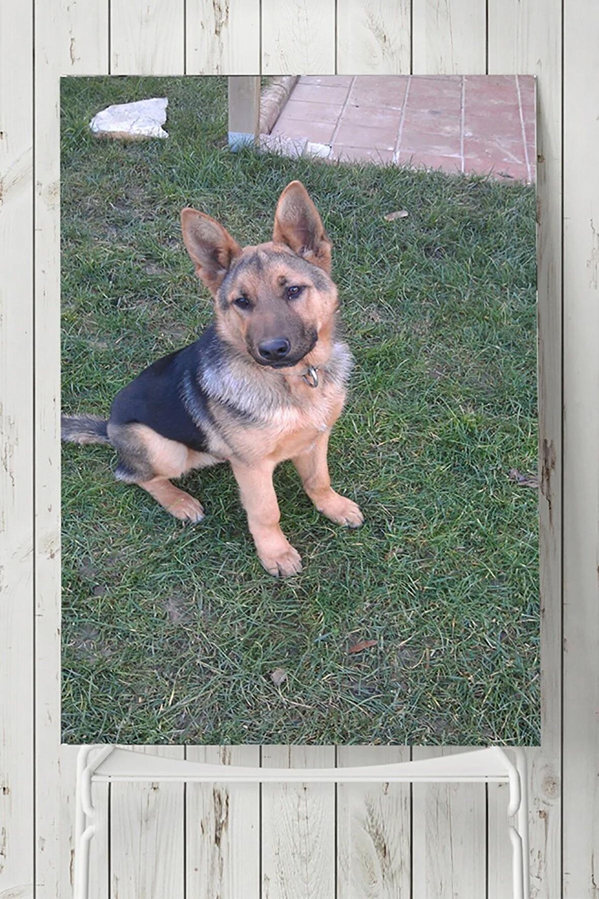 Kurt Köpeği Hayvan Posteri  