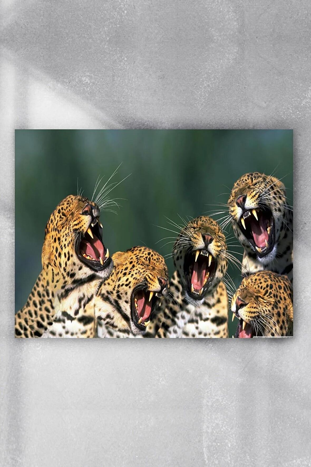 Gülen Leoparlar Eğlenceli Mizahi Poster 