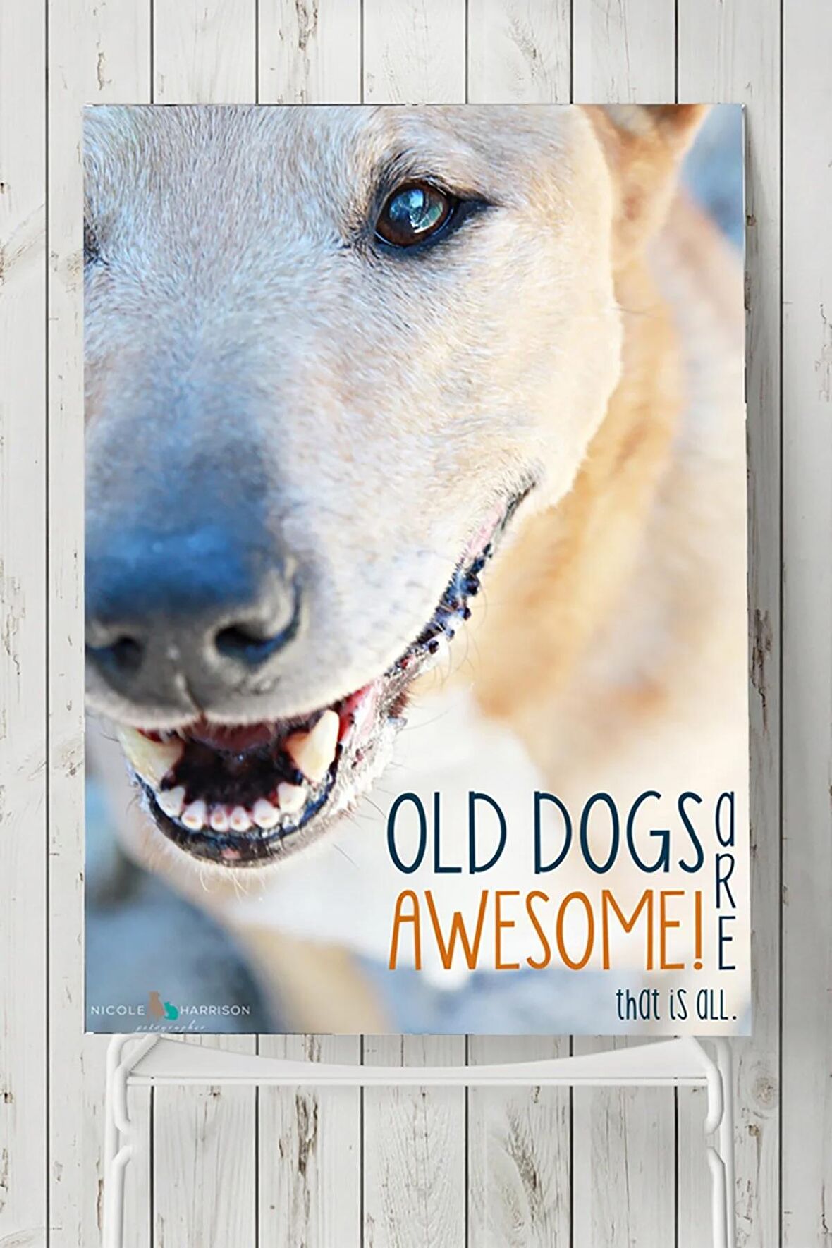 Old Dog Hayvan Posteri 
