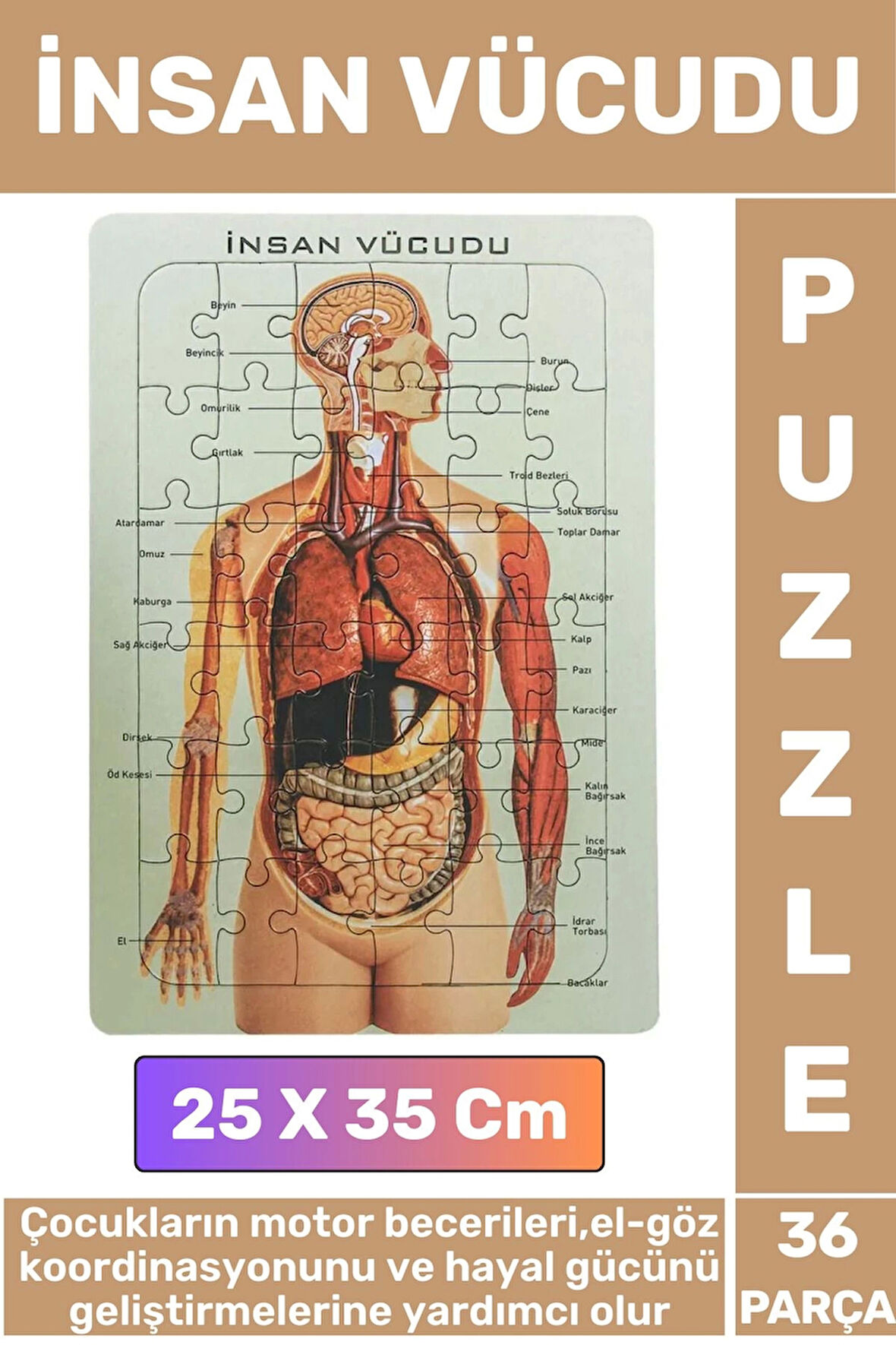 Eğitici Eğlenceli El-Göz Koordinasyonu Motor Becerisi Geliştiren 36 Parça Puzzle İNSAN VÜCUDU