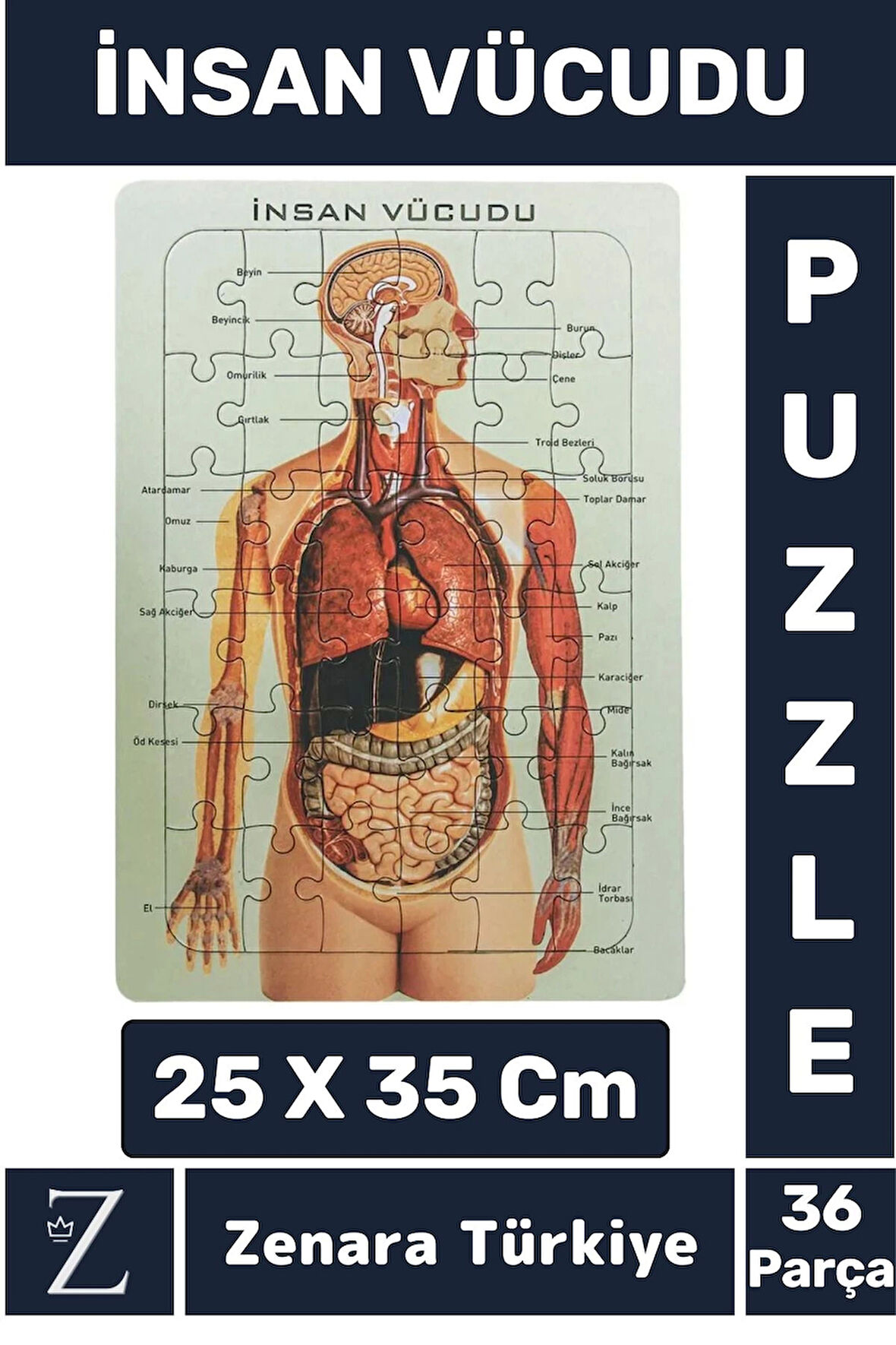 Premium Eğlenceli Eğitici Görsel Algı Motor Becerisi Geliştiren Çocuk PUZZLE 36 Parça İNSAN VÜCUDU
