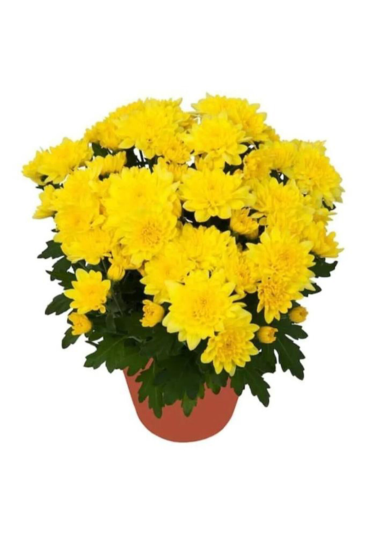 Saksıda Kasımpatı Çiçeği (chrysanthemum) SARI 10-20 cm