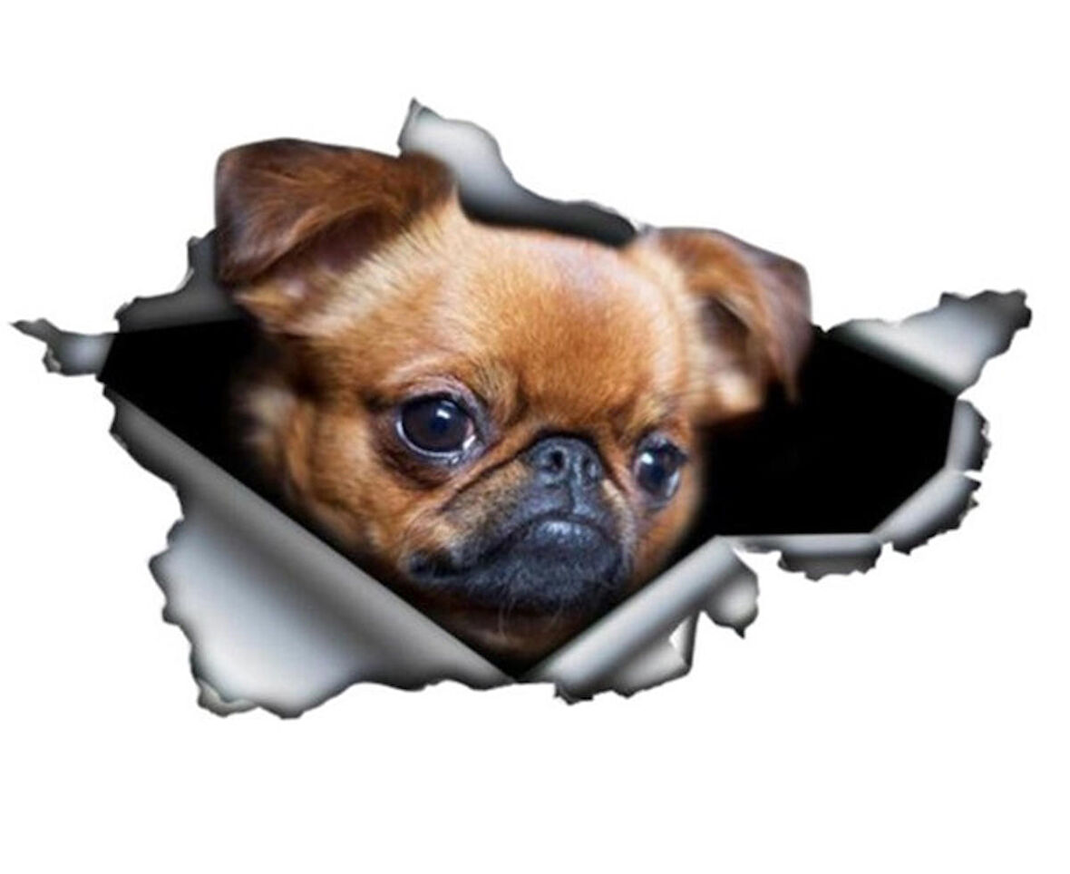 Brussels Griffon Cinsi Köpek Sticker Yapıştırma 20 Cm