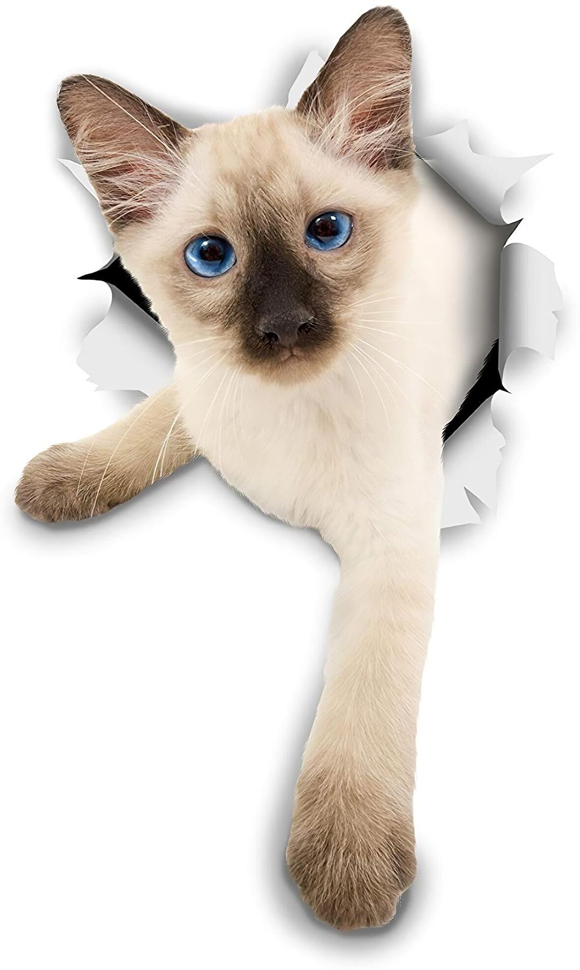 Siyam Cinsi yavru kedi sevimli araba çıkartması su geçirmez 18 cm